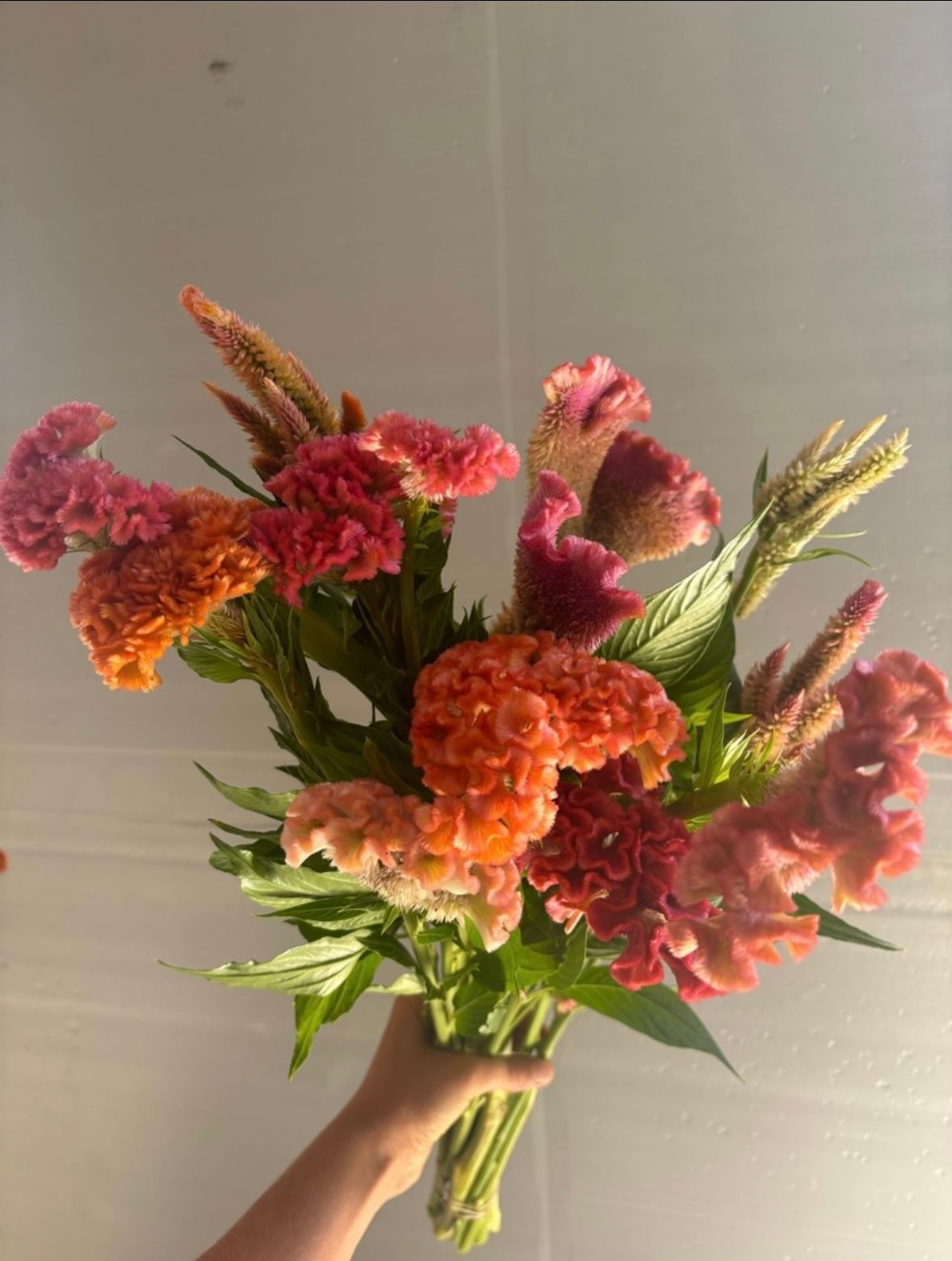 CELOSIA argentea var. cristata