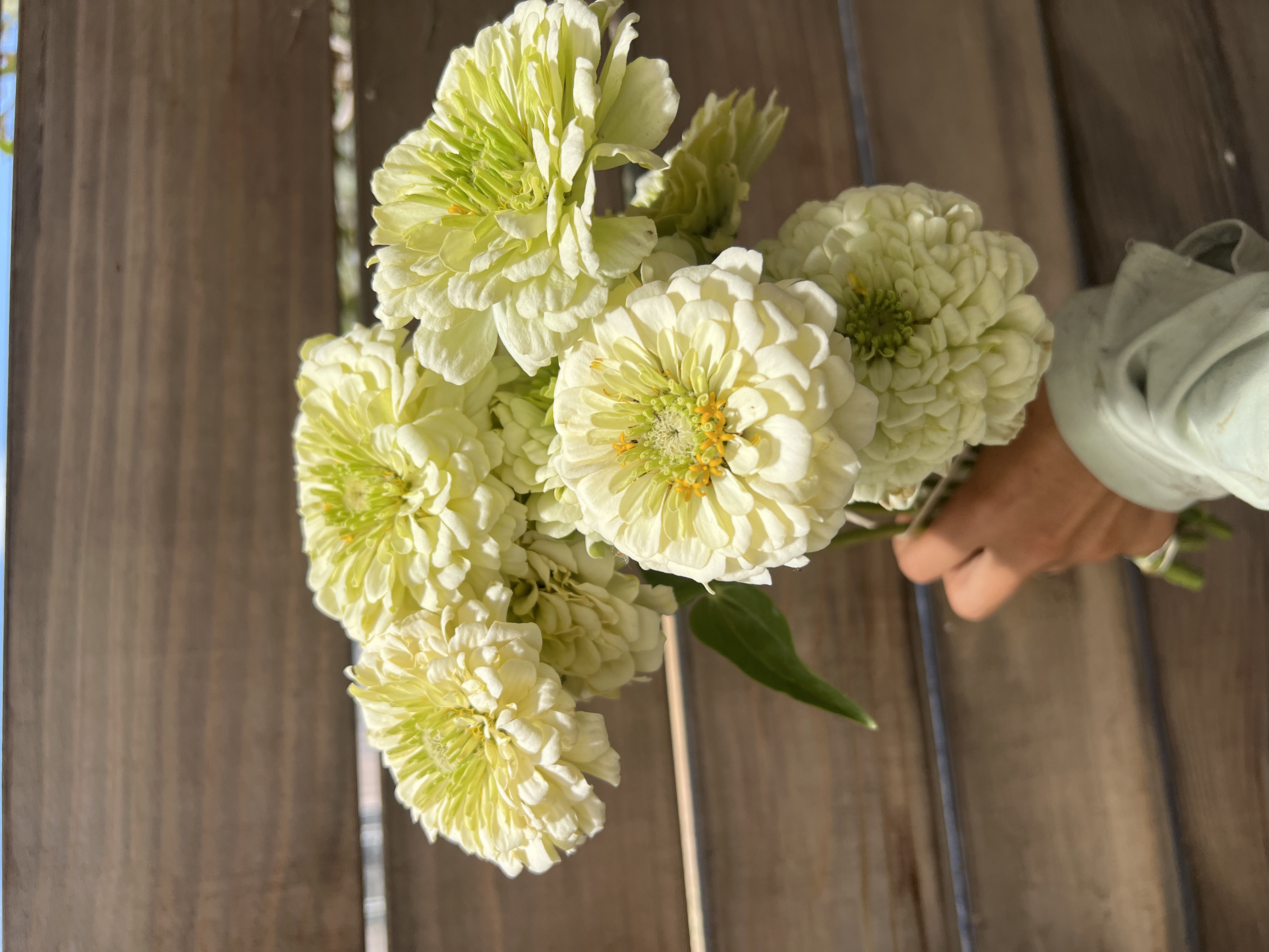 ZINNIA elegans Benary's Giant White
