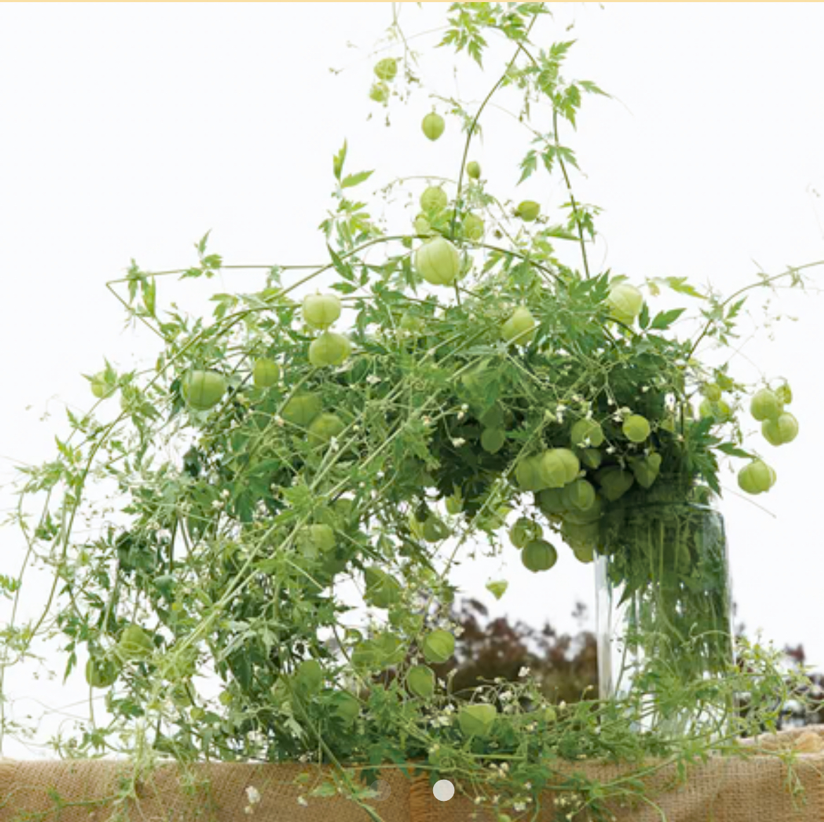 CARDIOSPERMUM halicacabum