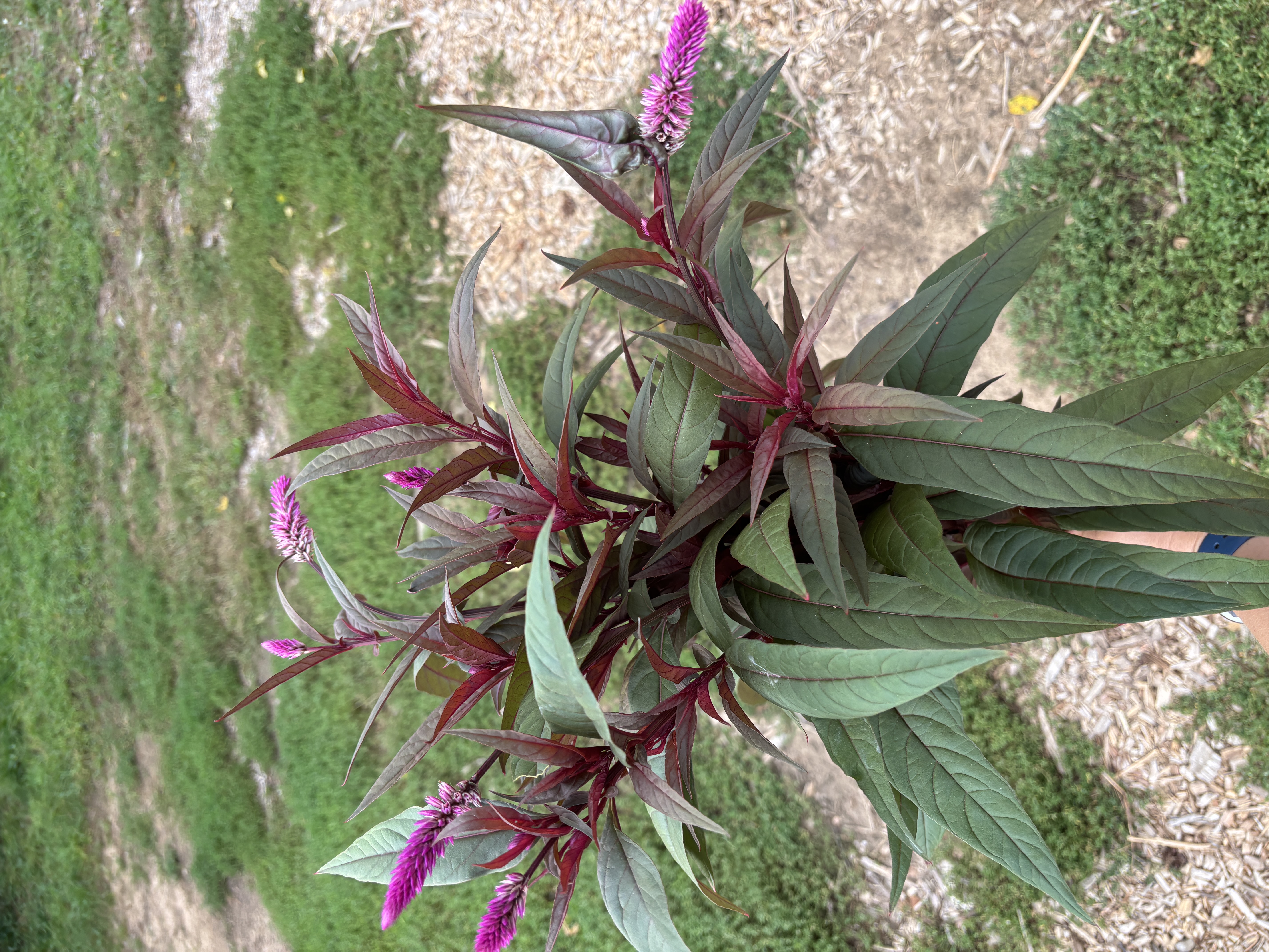 CELOSIA argentea spicata Flamingo Purple