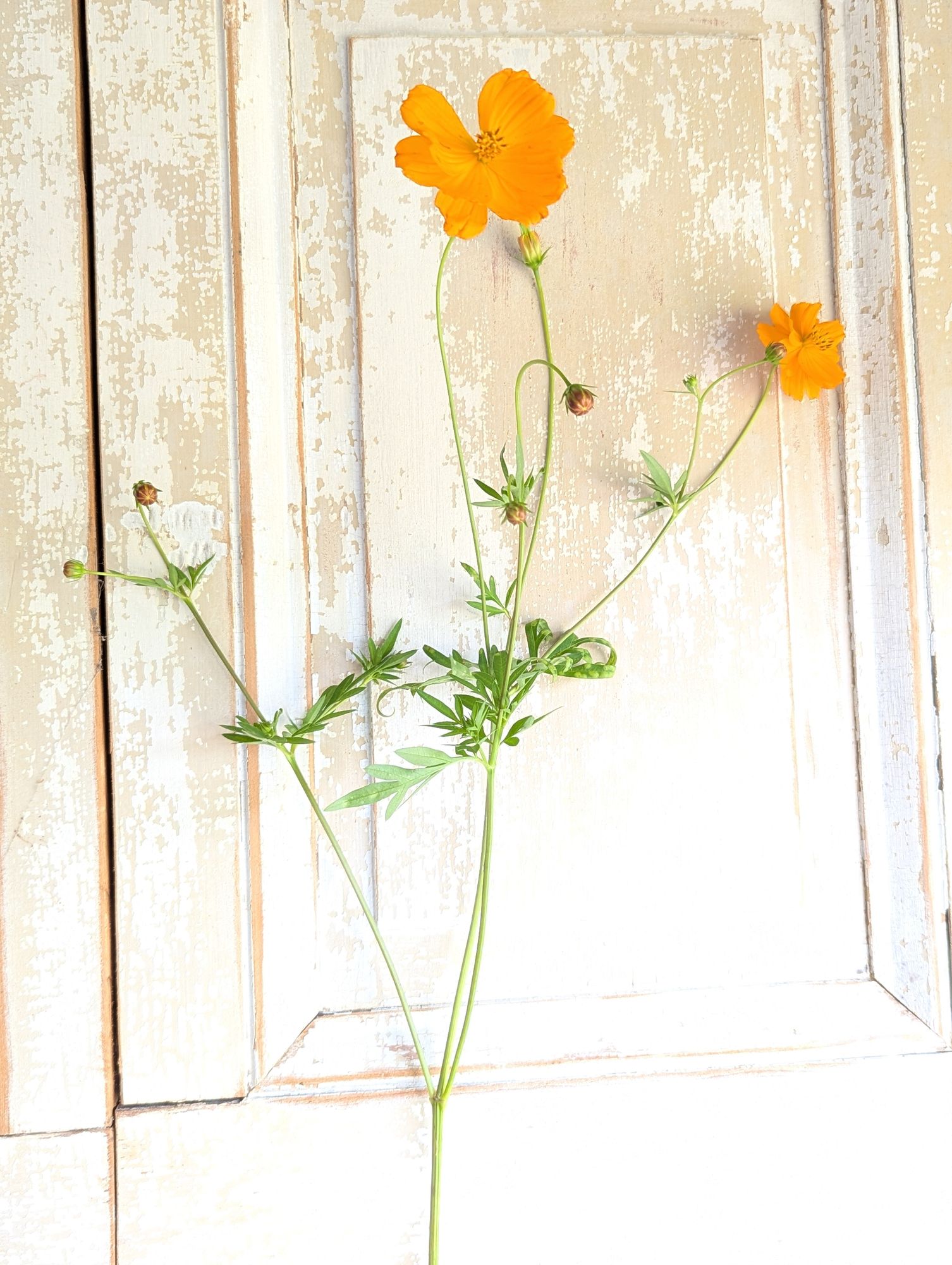 COSMOS sulphureus Bright Lights