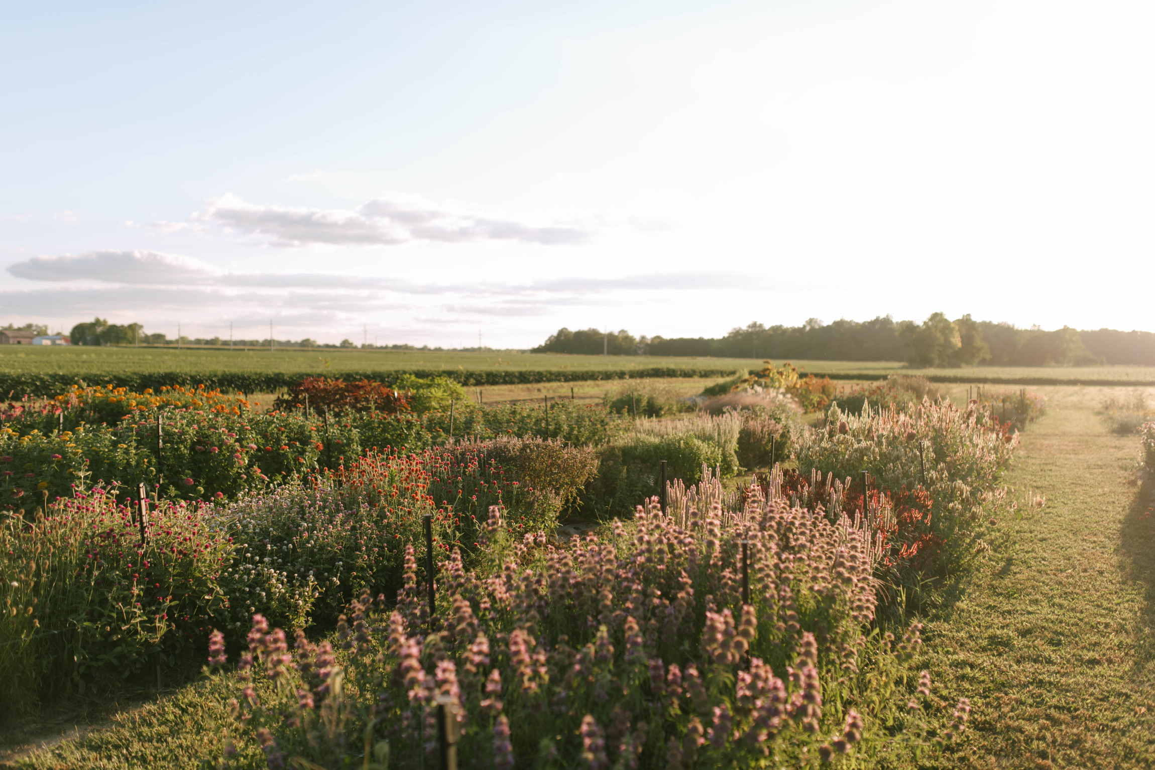 Fabee's Simple Farm Banner