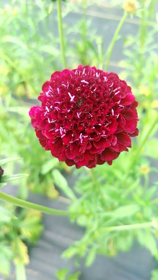 SCABIOSA atropurpurea Summer Sangria