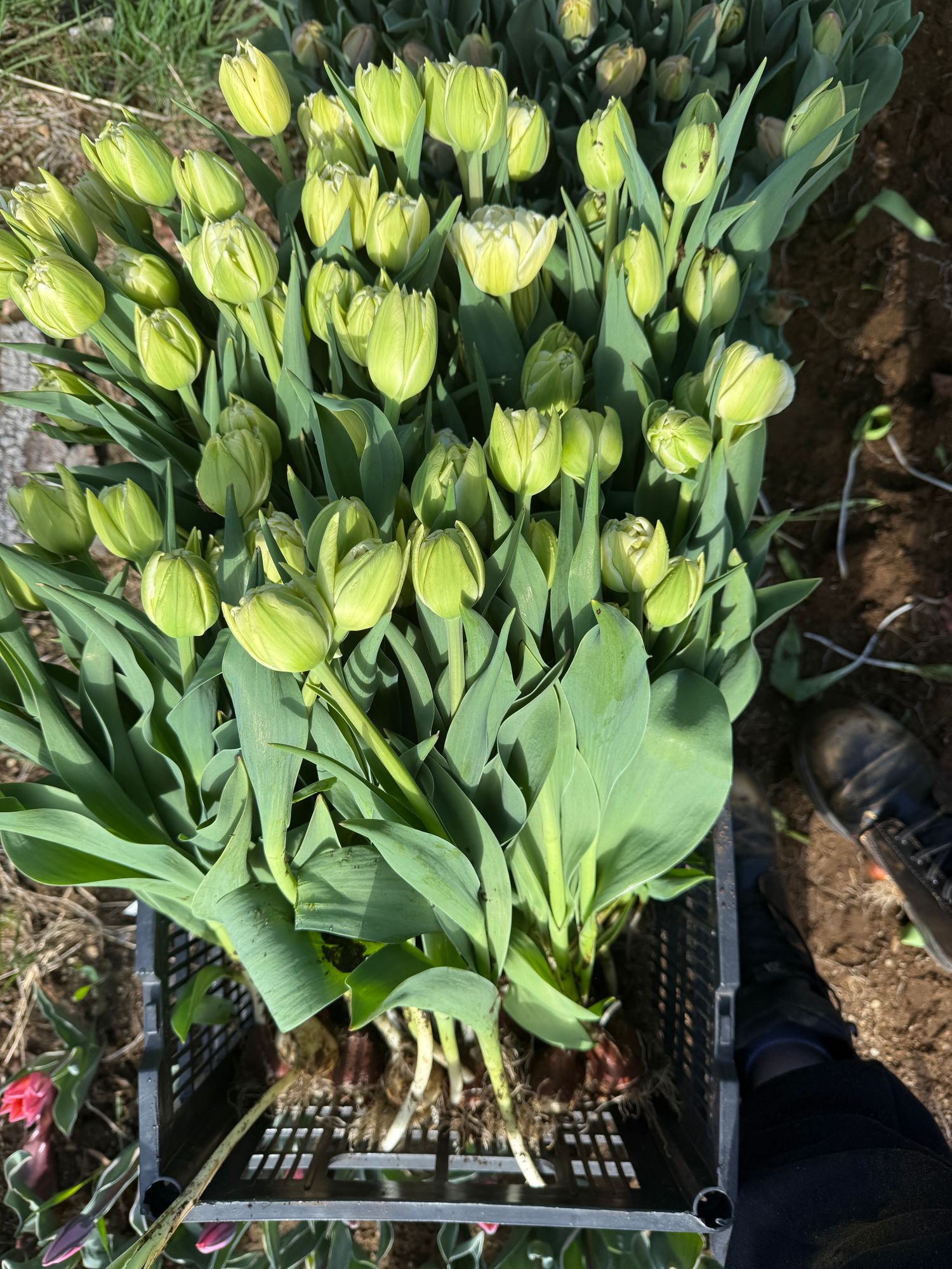 TULIPA Avant Garde