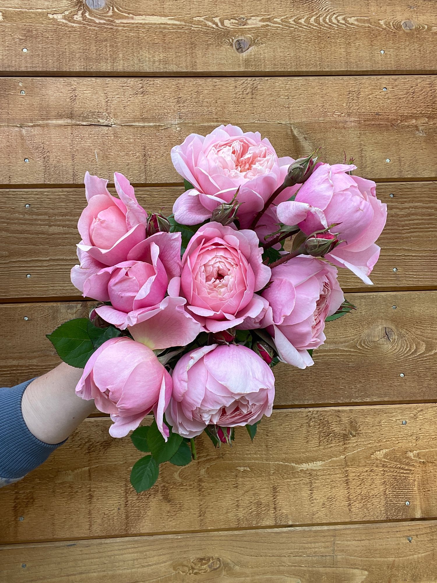 ROSA David Austin