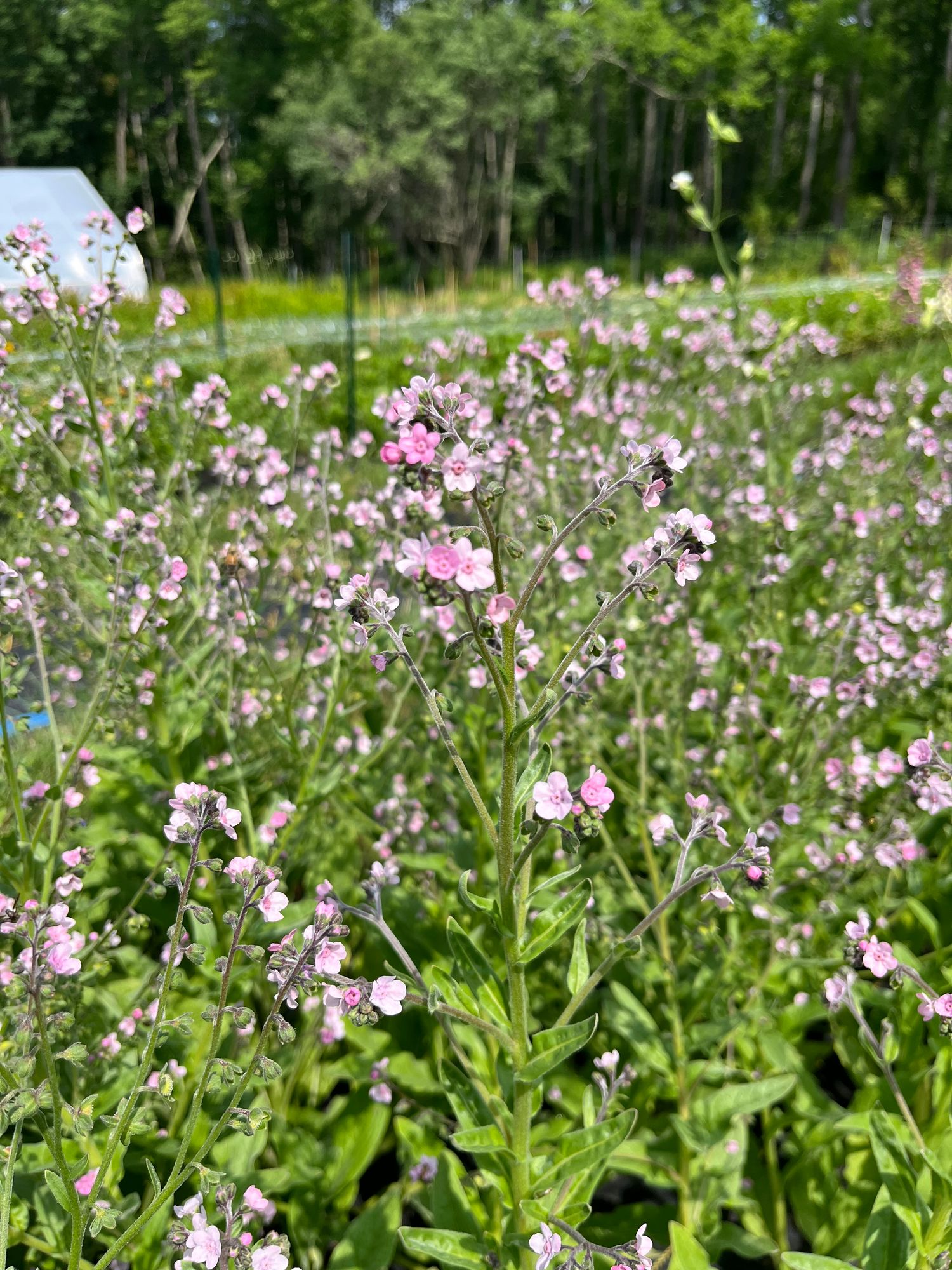 CYNOGLOSSUM amabile Mystery Rose