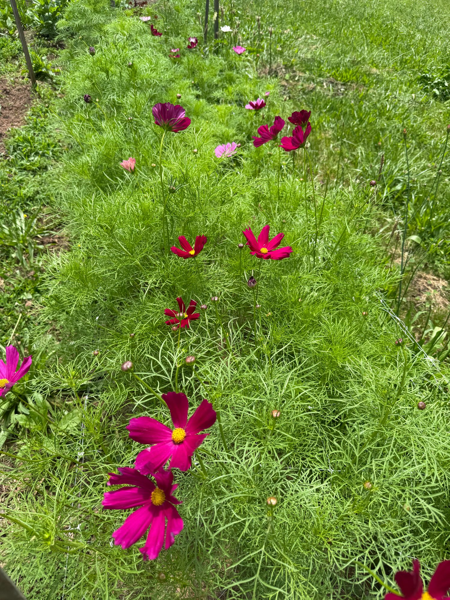 COSMOS bipinnatus Rubenza