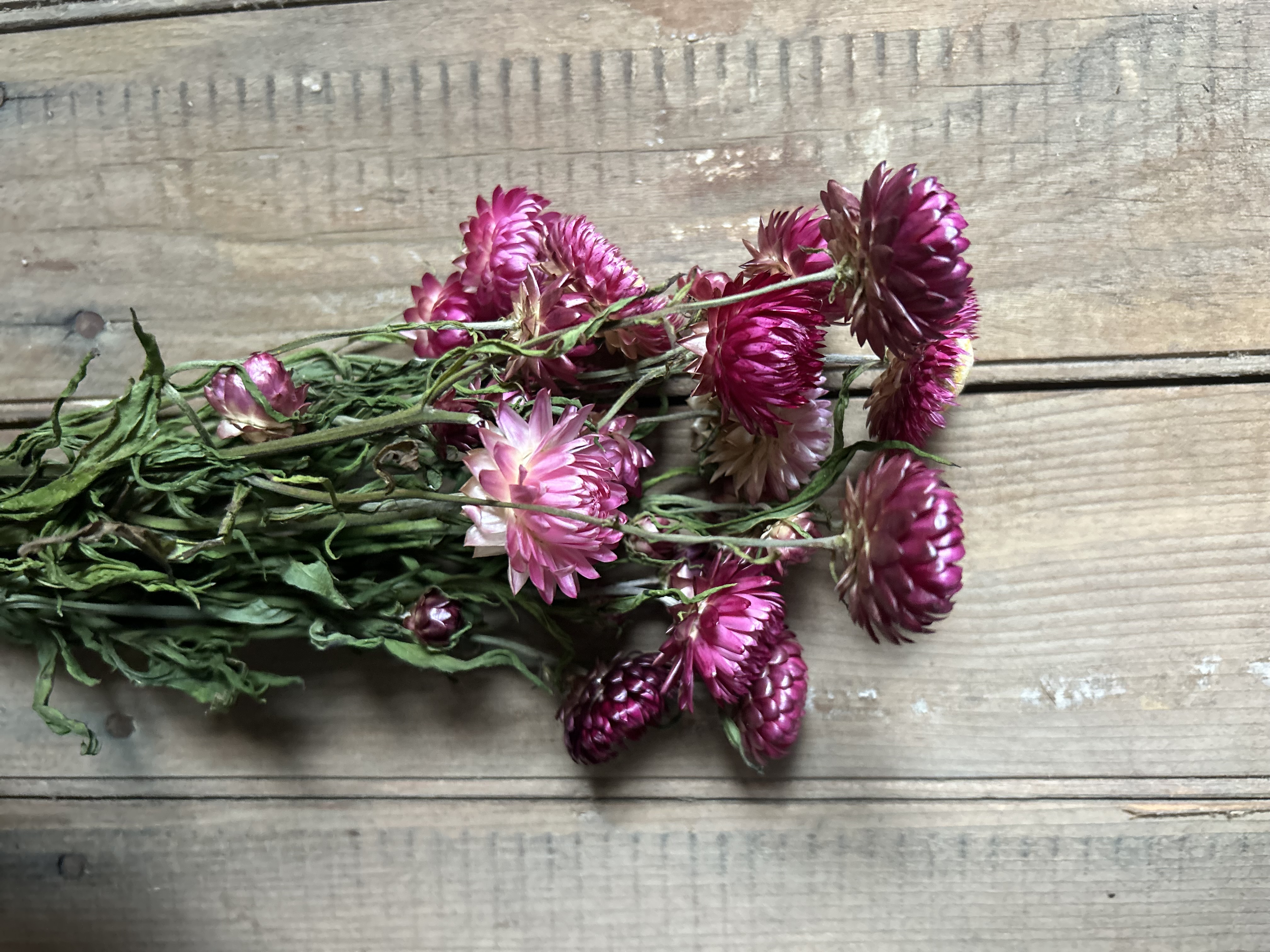XEROCHRYSUM bracteatum Cranberry Rose