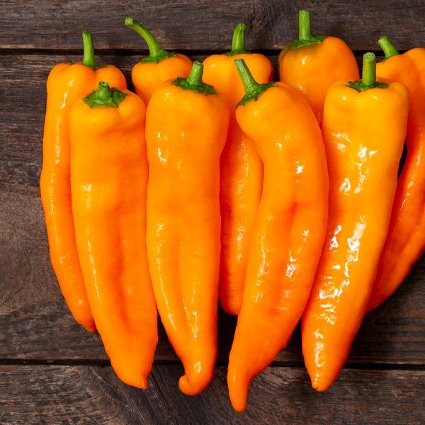 Nightshade: Pepper, Italian Sweet Orange