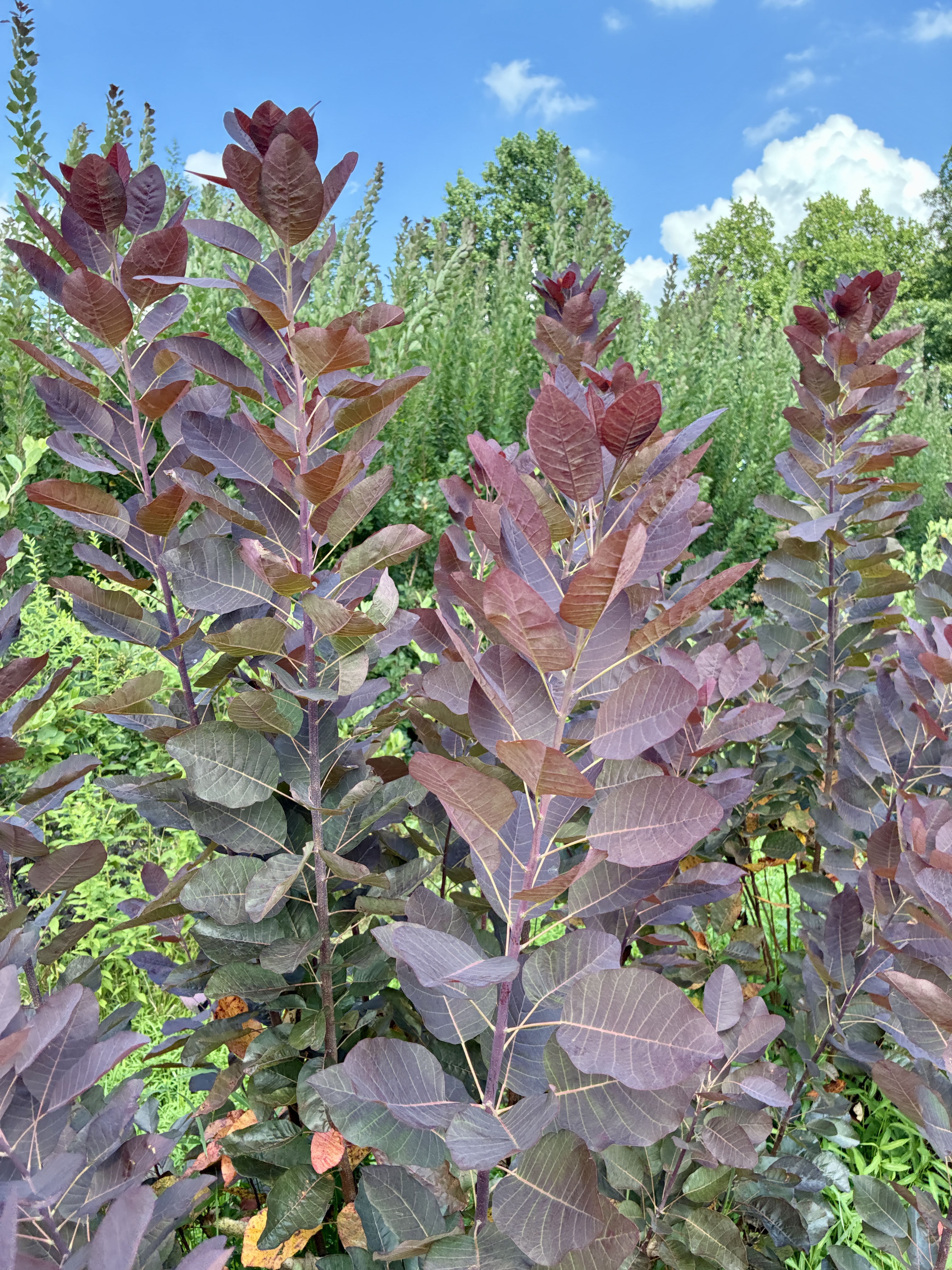 COTINUS coggygria Royal Purple