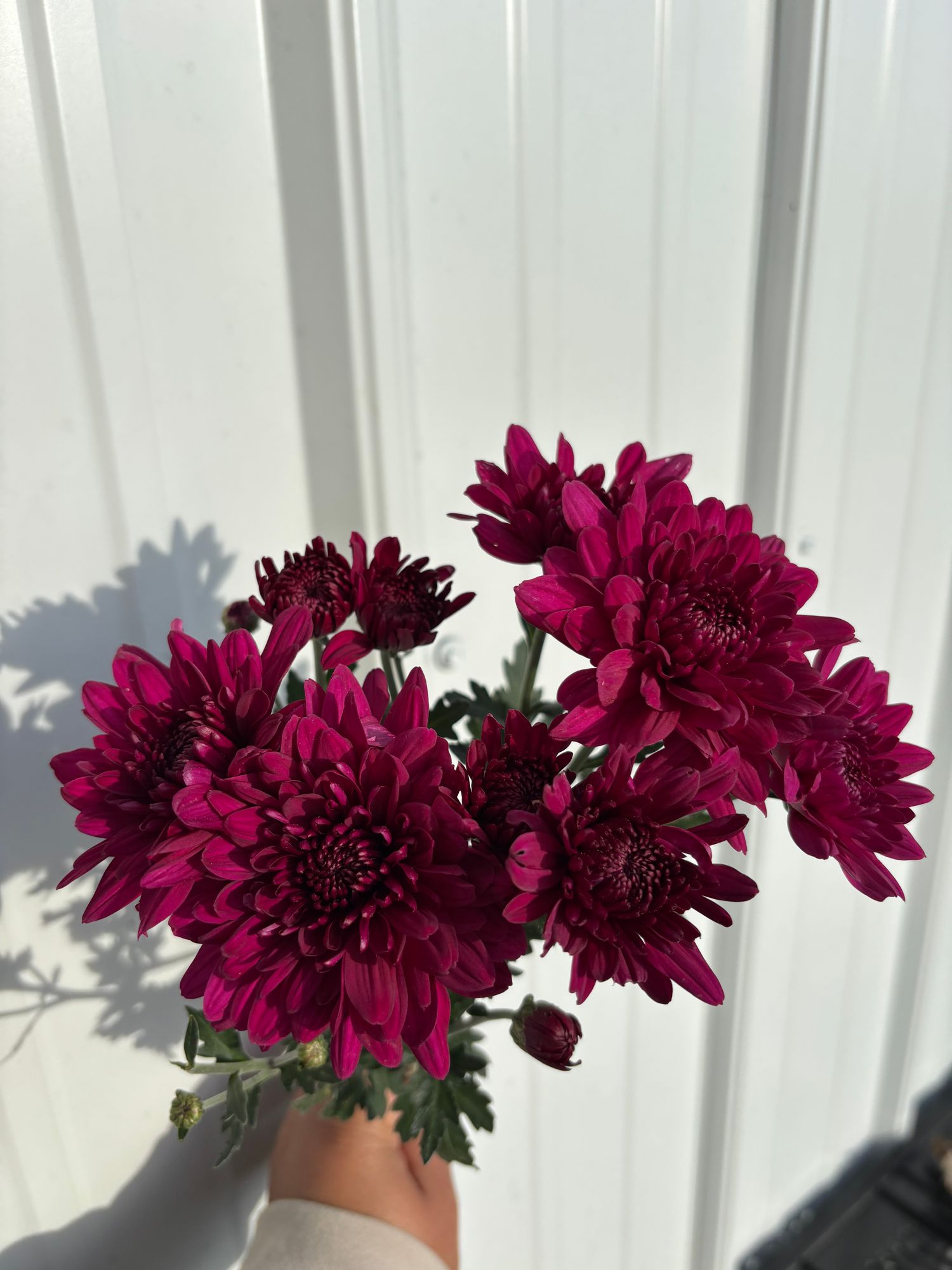 CHRYSANTHEMUM x morifolium Williamsburg Purple
