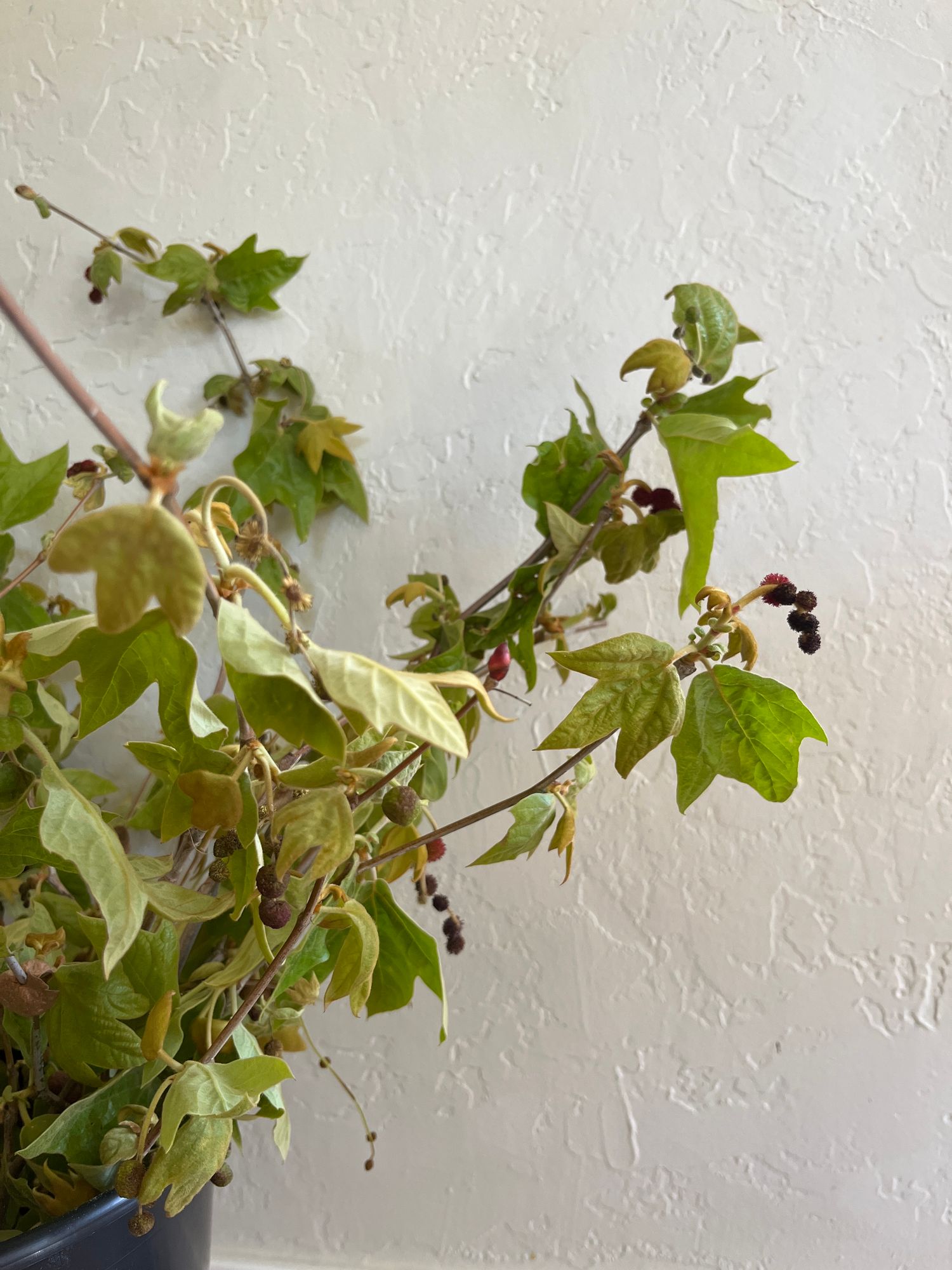 PLATANUS racemosa