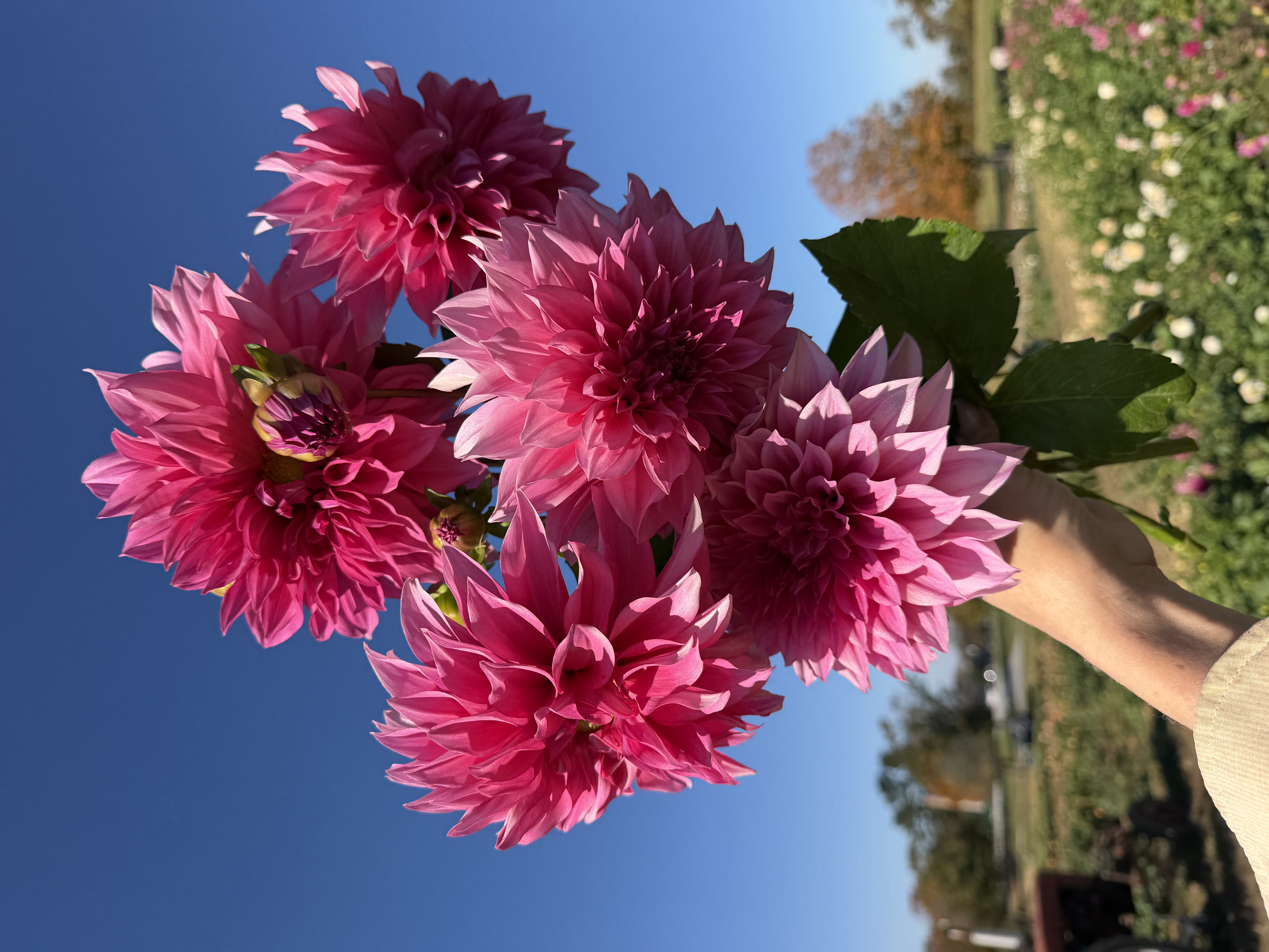 DAHLIA Cafe au Lait Royal