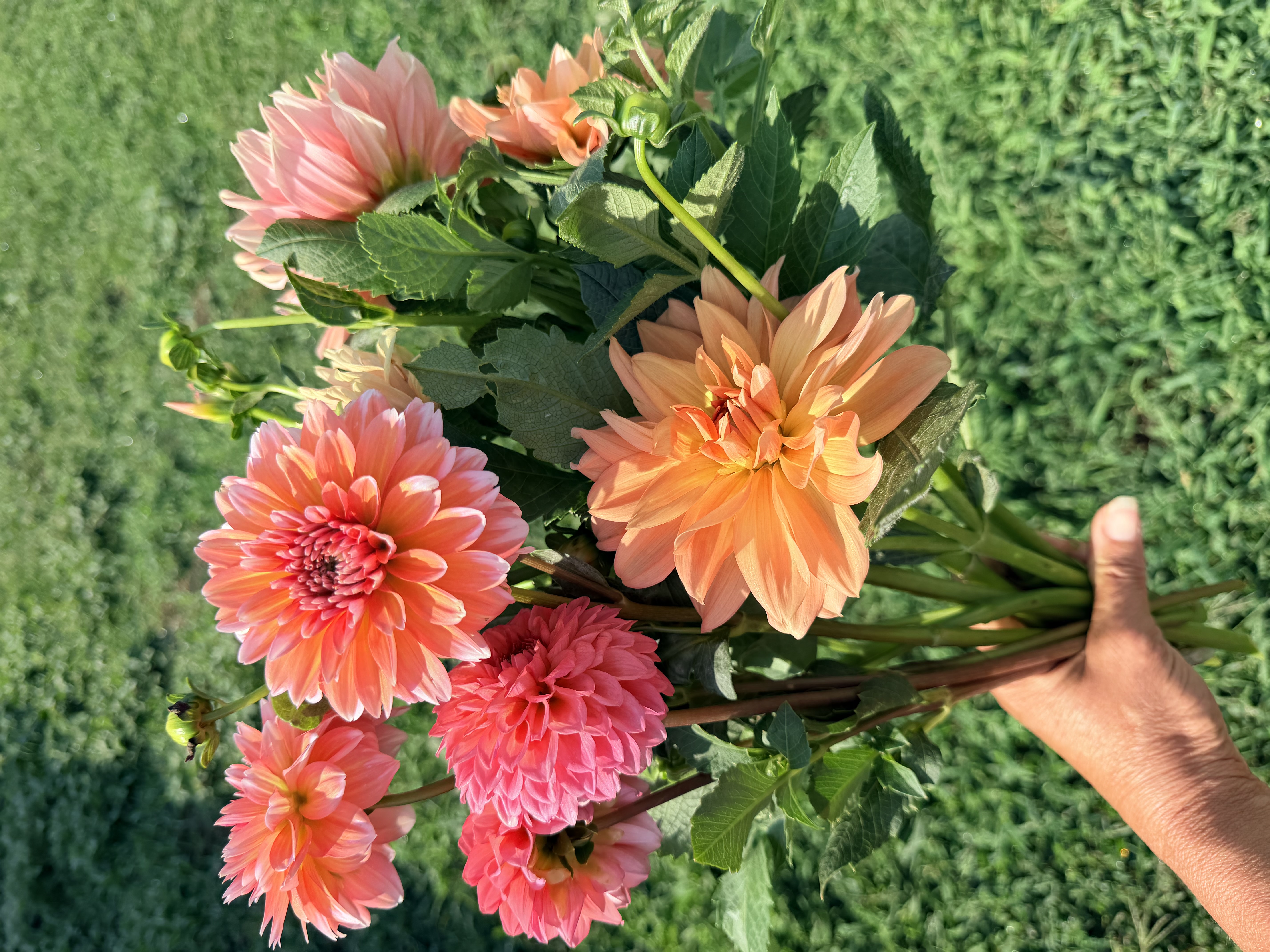 DAHLIA