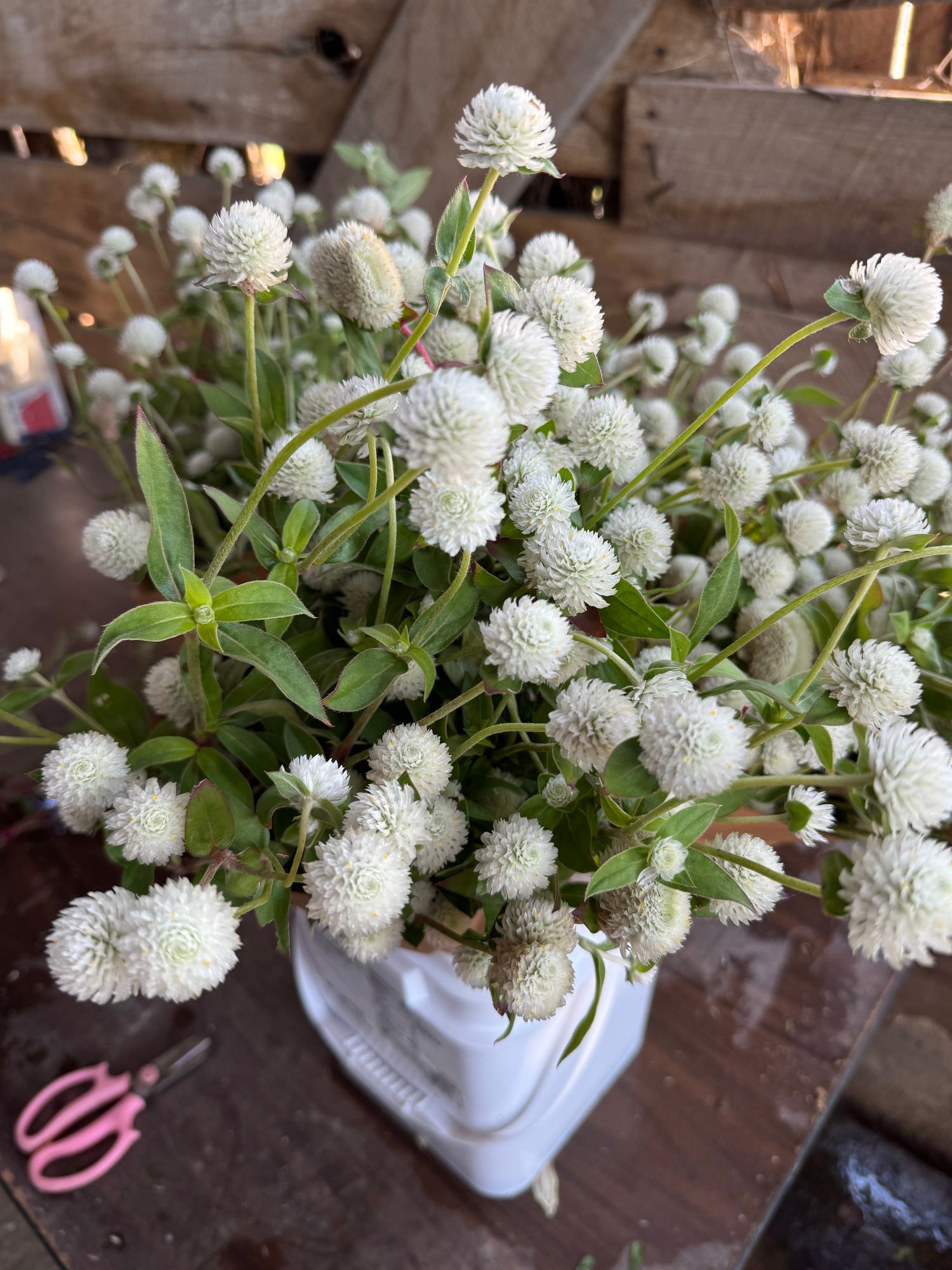 GOMPHRENA globosa