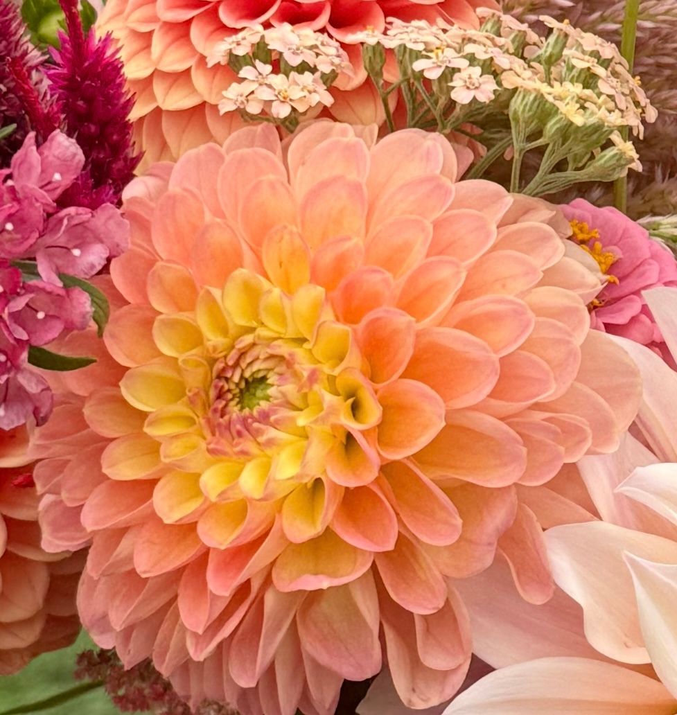 DAHLIA Jowey Nicky