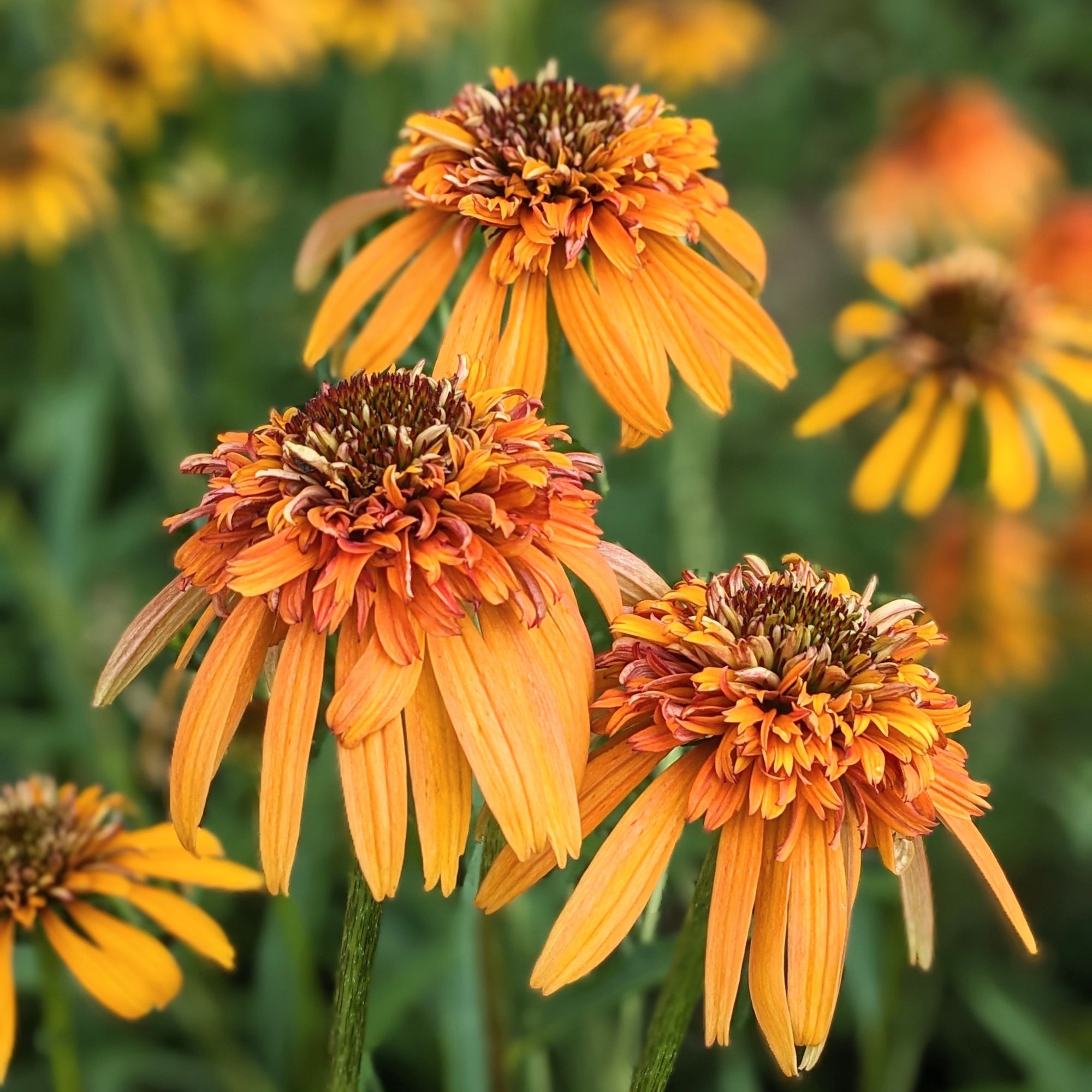 ECHINACEA x Marmalade