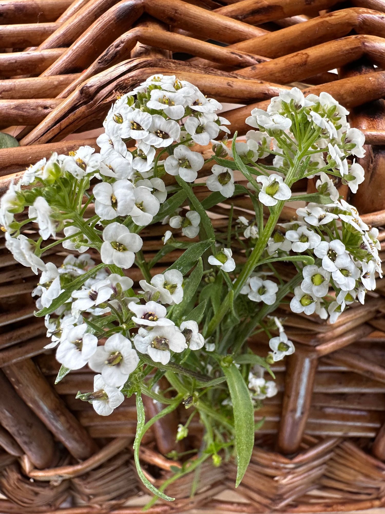 ALYSSUM cuneifolium