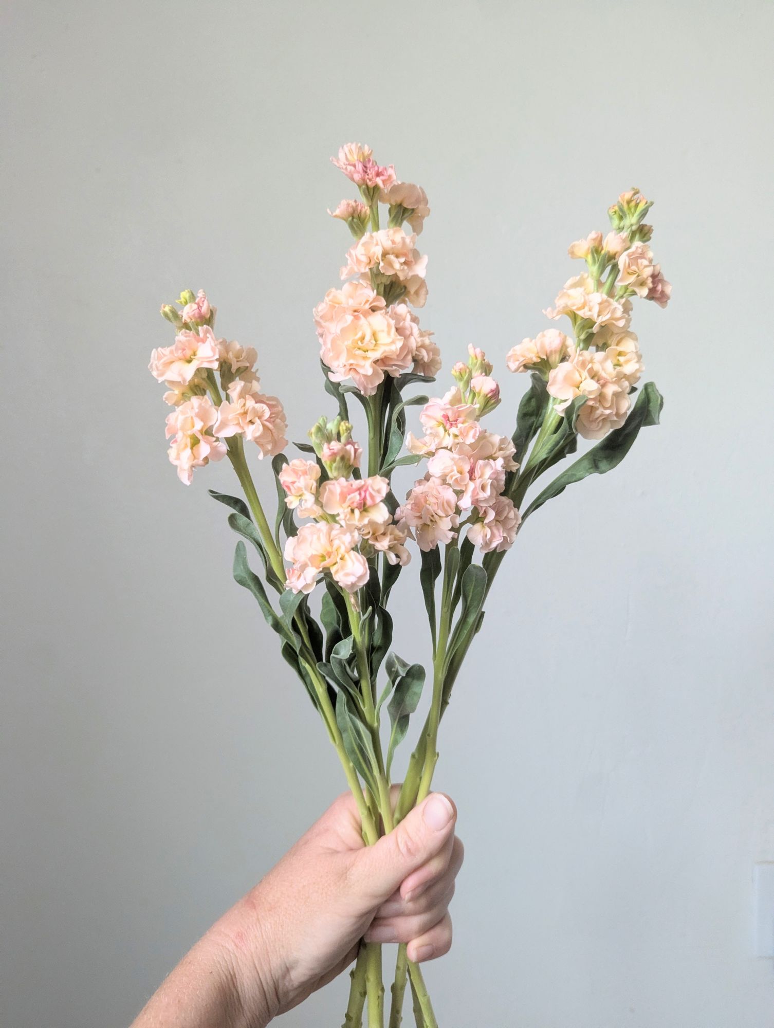 MATTHIOLA incana Iron