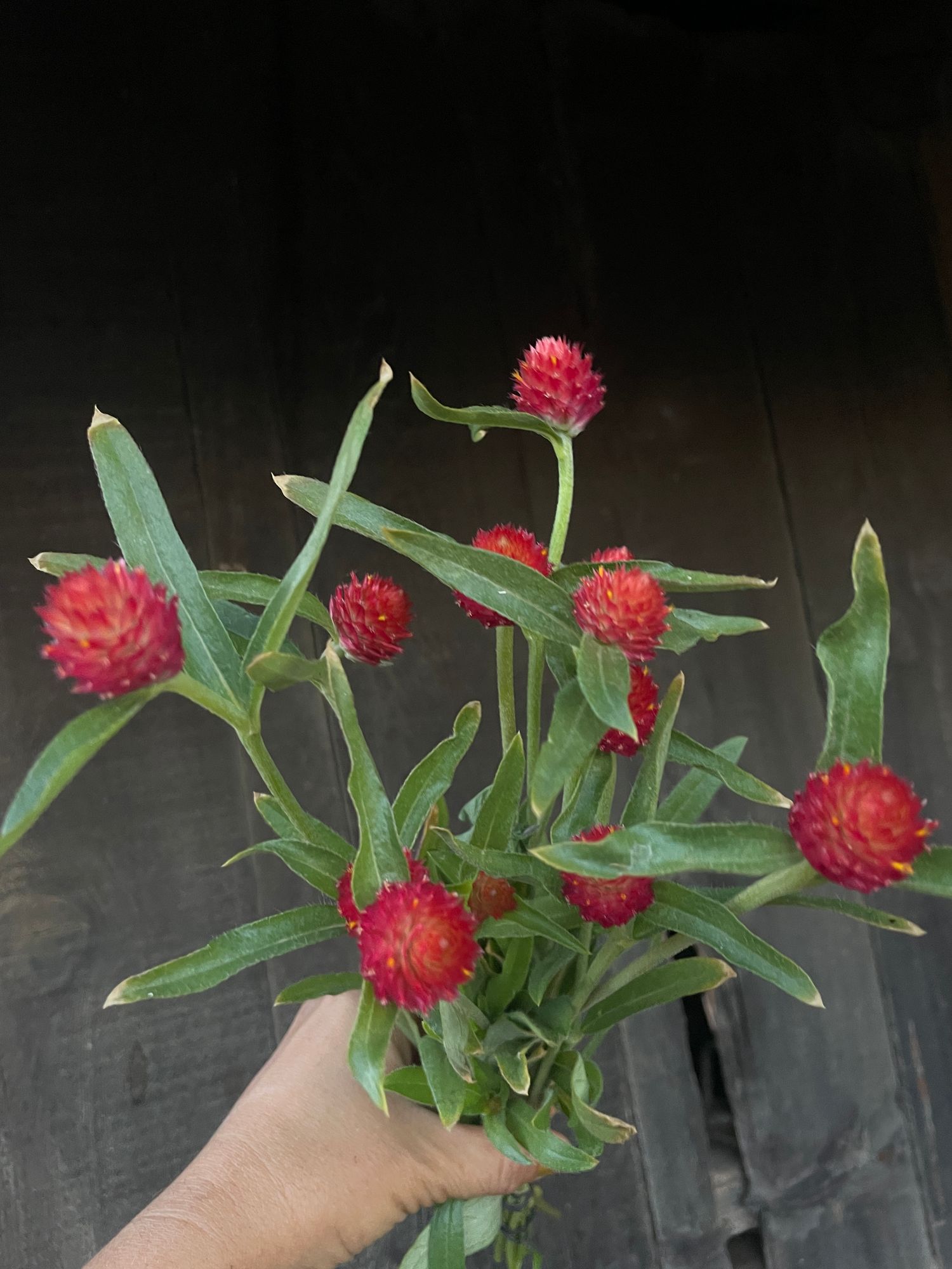 GOMPHRENA haageana Strawberry Fields