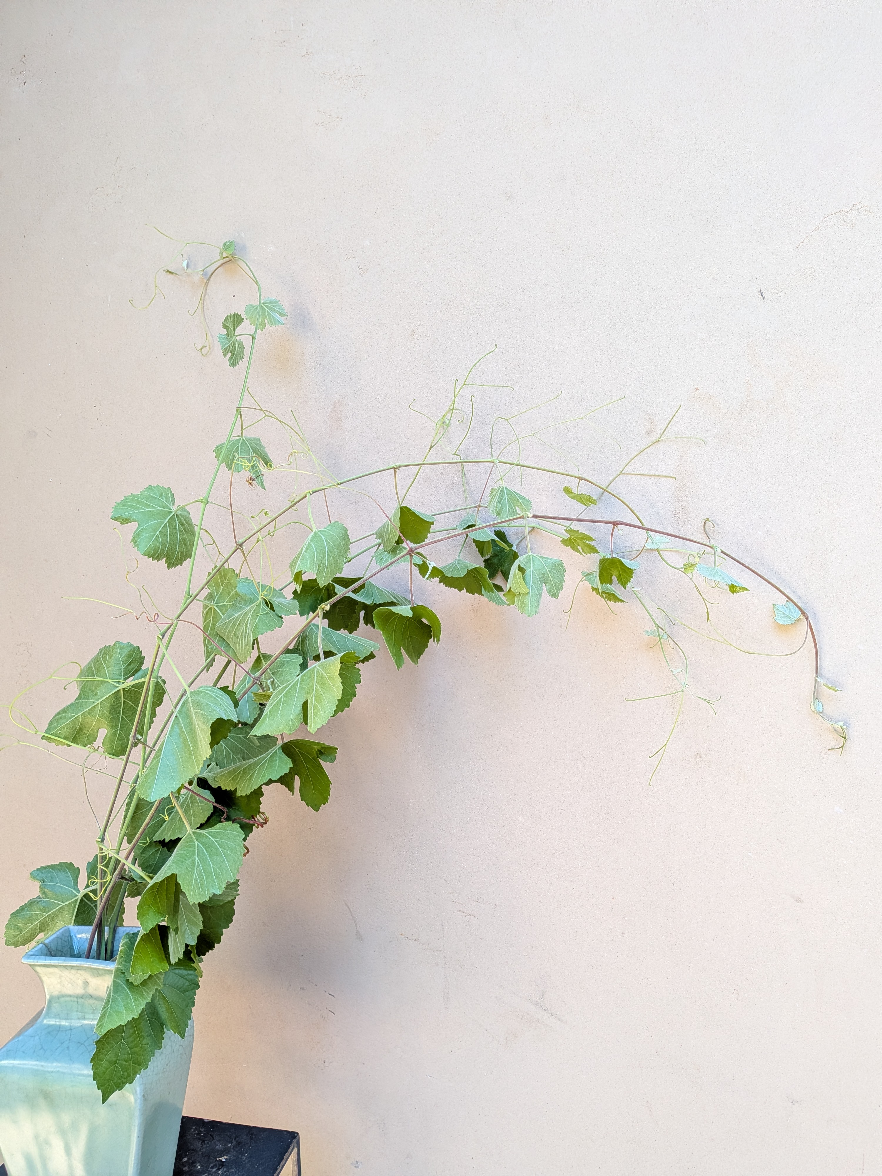 VITIS