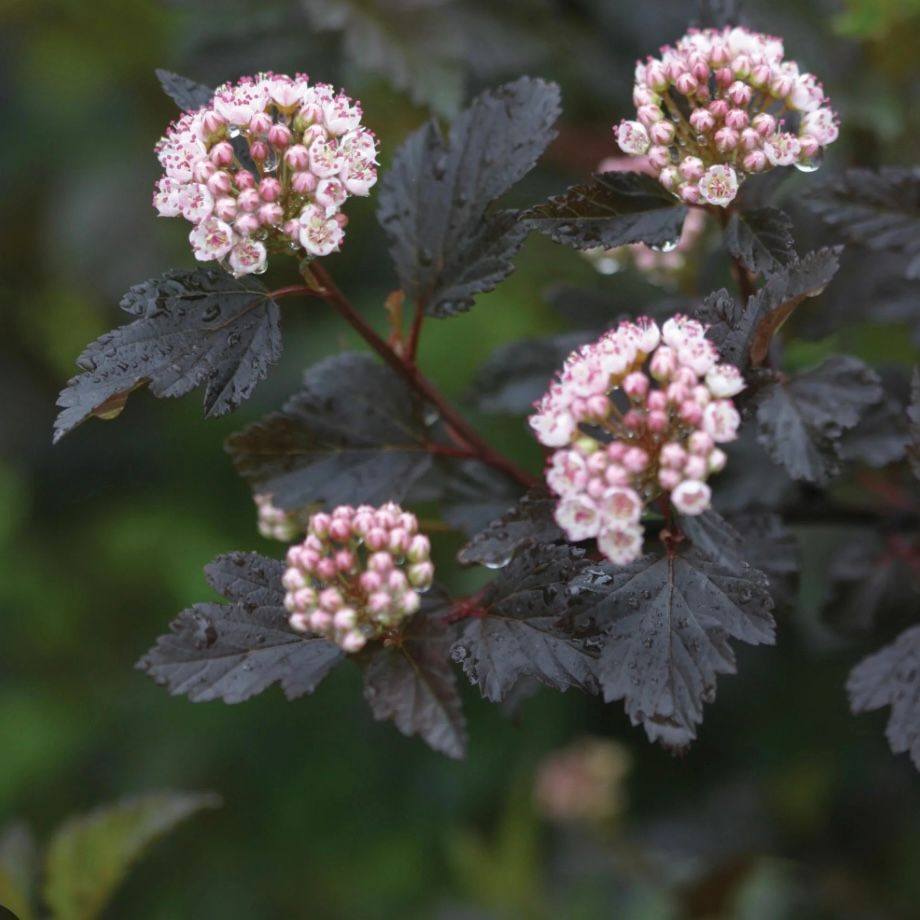 PHYSOCARPUS opulifolius Summer Wine