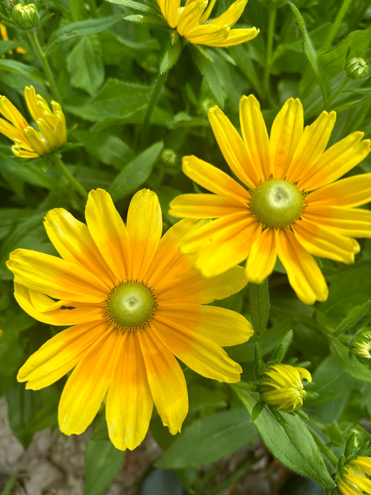 RUDBECKIA hirta Prairie Sun