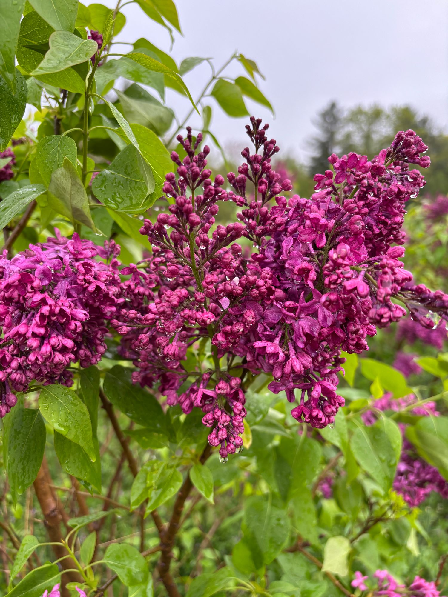 SYRINGA vulgaris Ludwig Spaeth