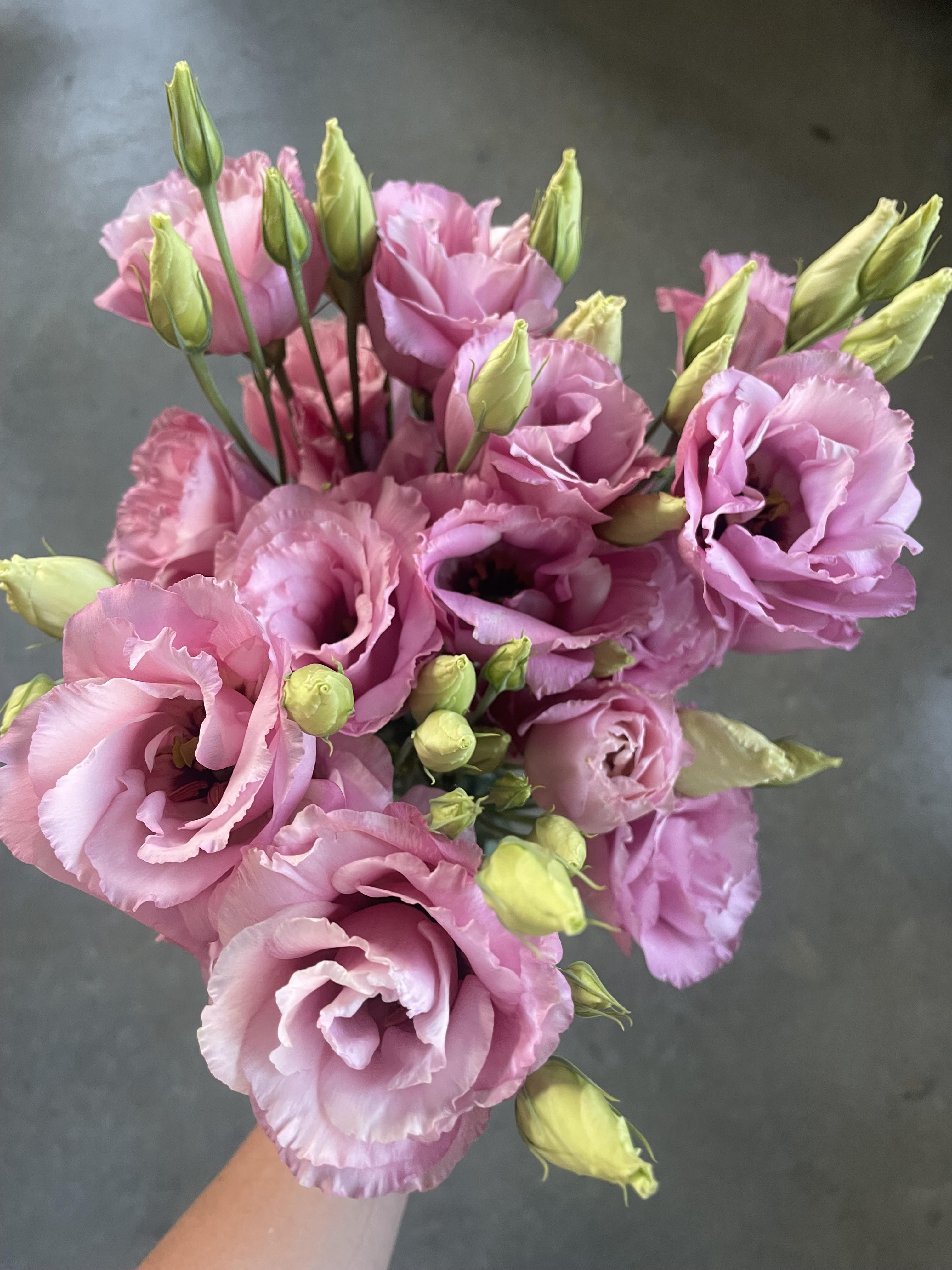 EUSTOMA grandiflorum ABC 3 Rose