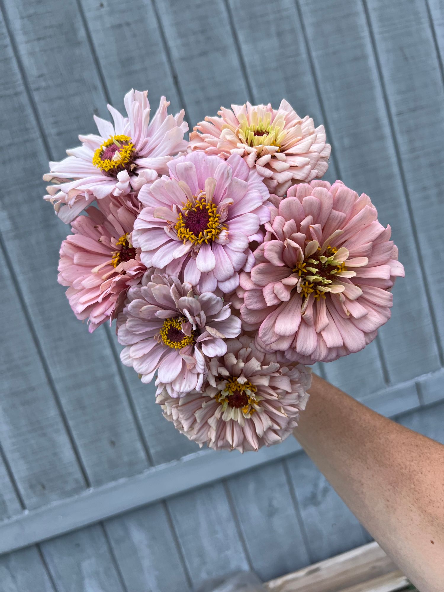 ZINNIA elegans Ballerina