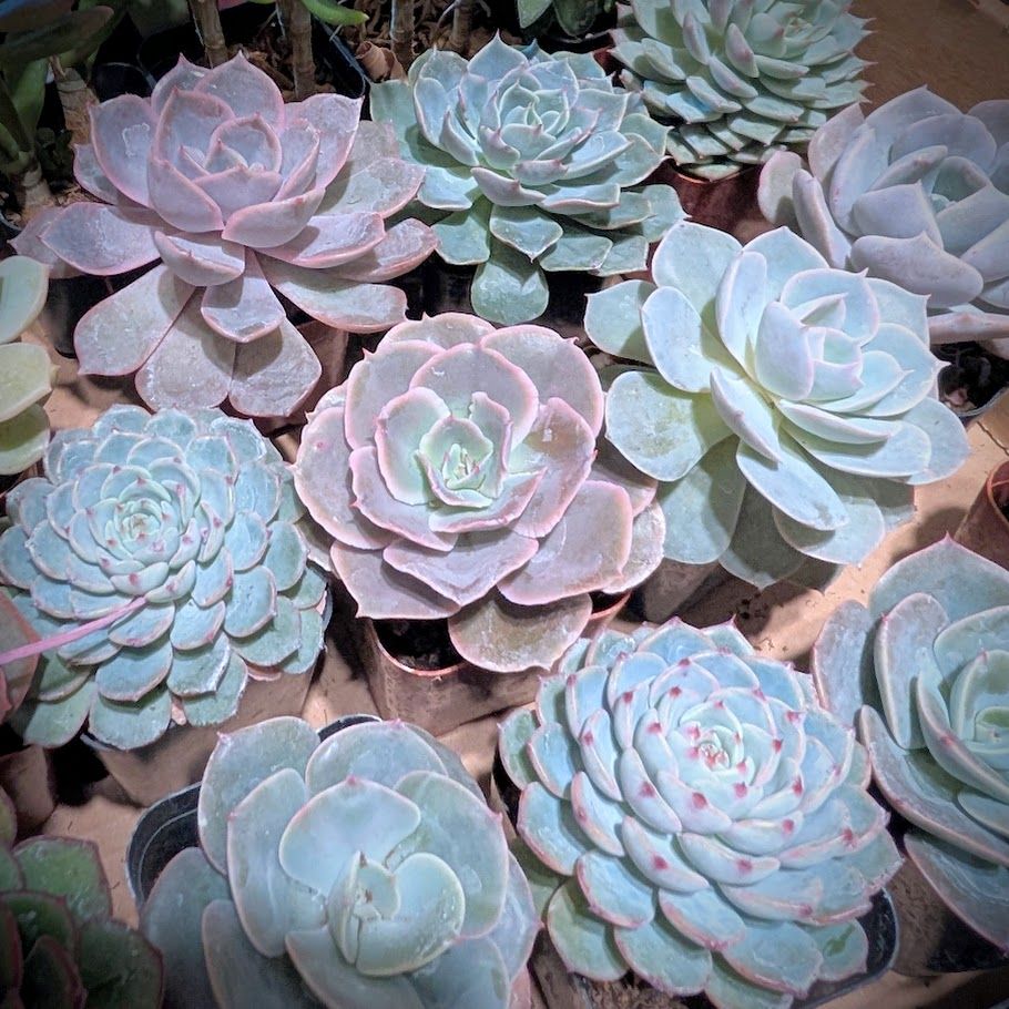 Single Potted Succulent - Medium