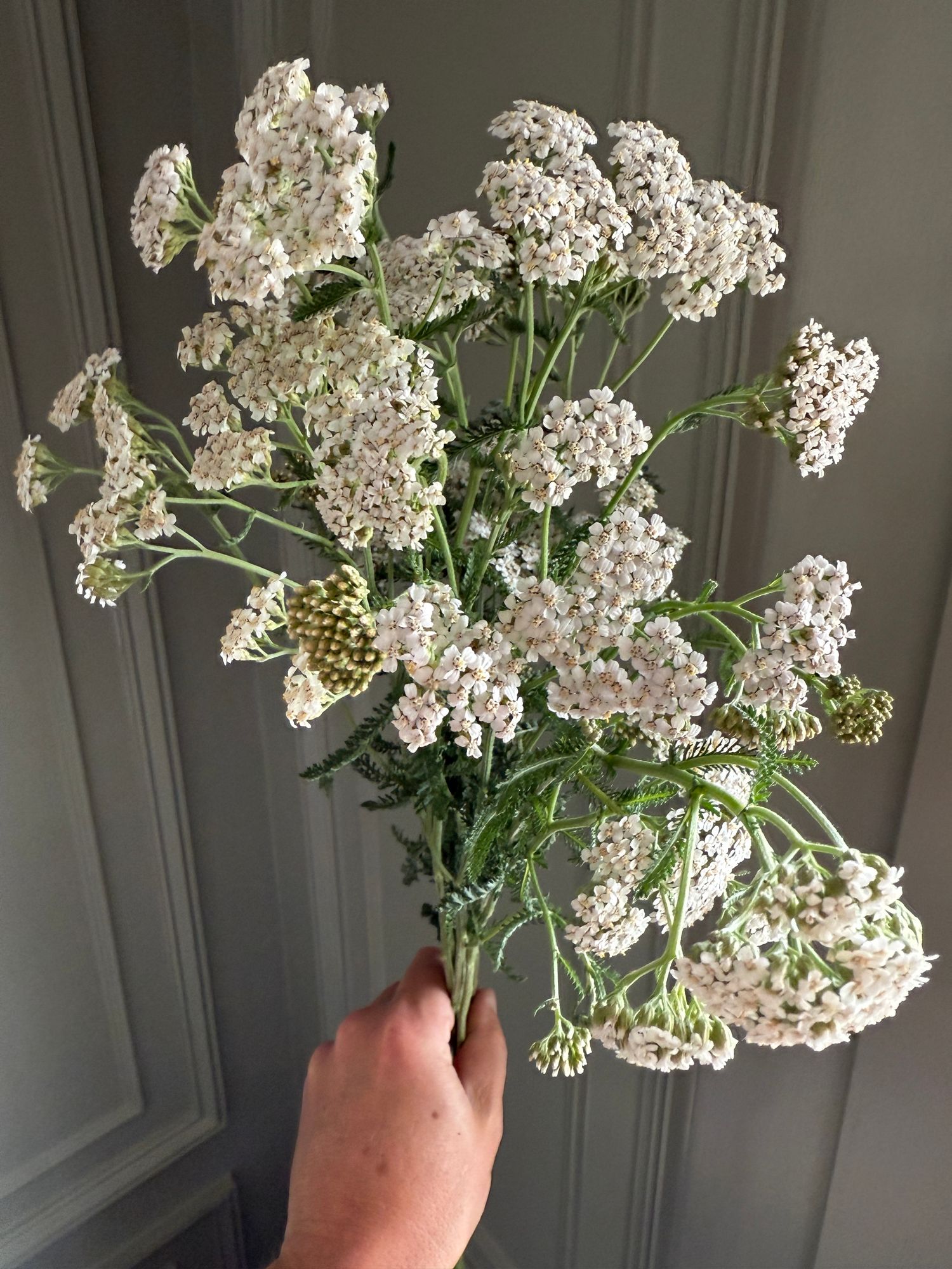 ACHILLEA millefolium