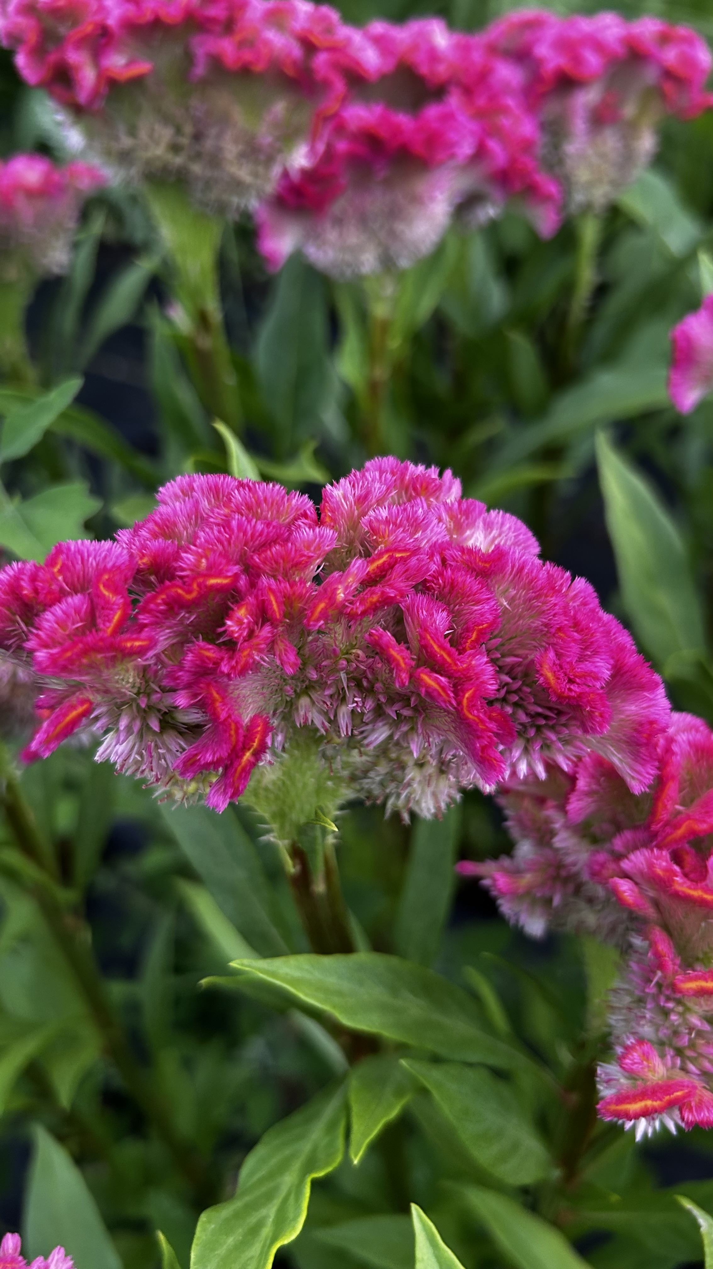 CELOSIA
