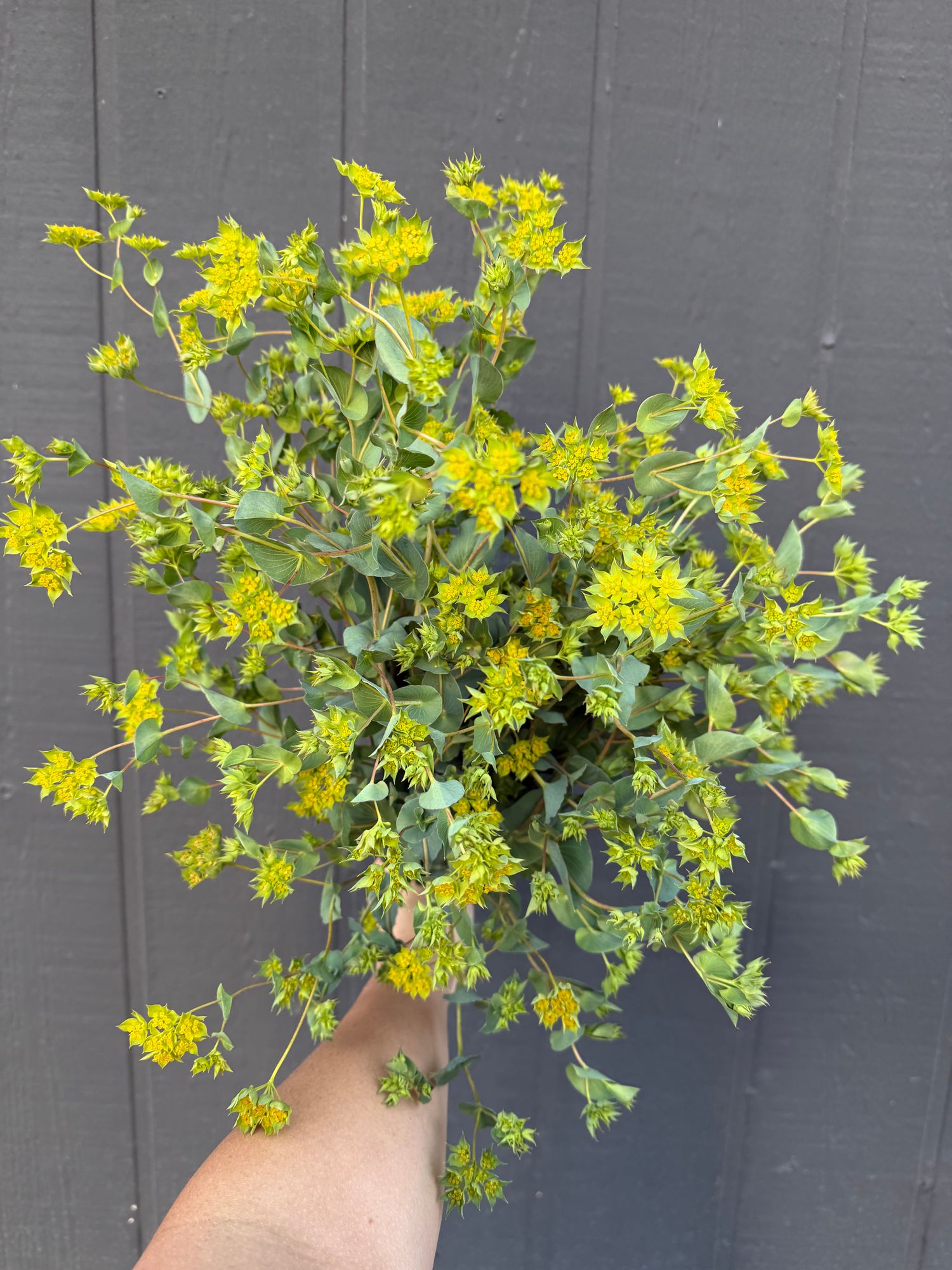BUPLEURUM griffithii Green Gold