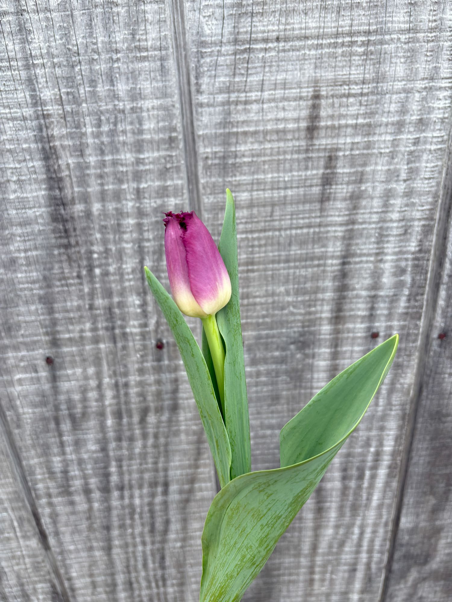 TULIPA Purple Crystal