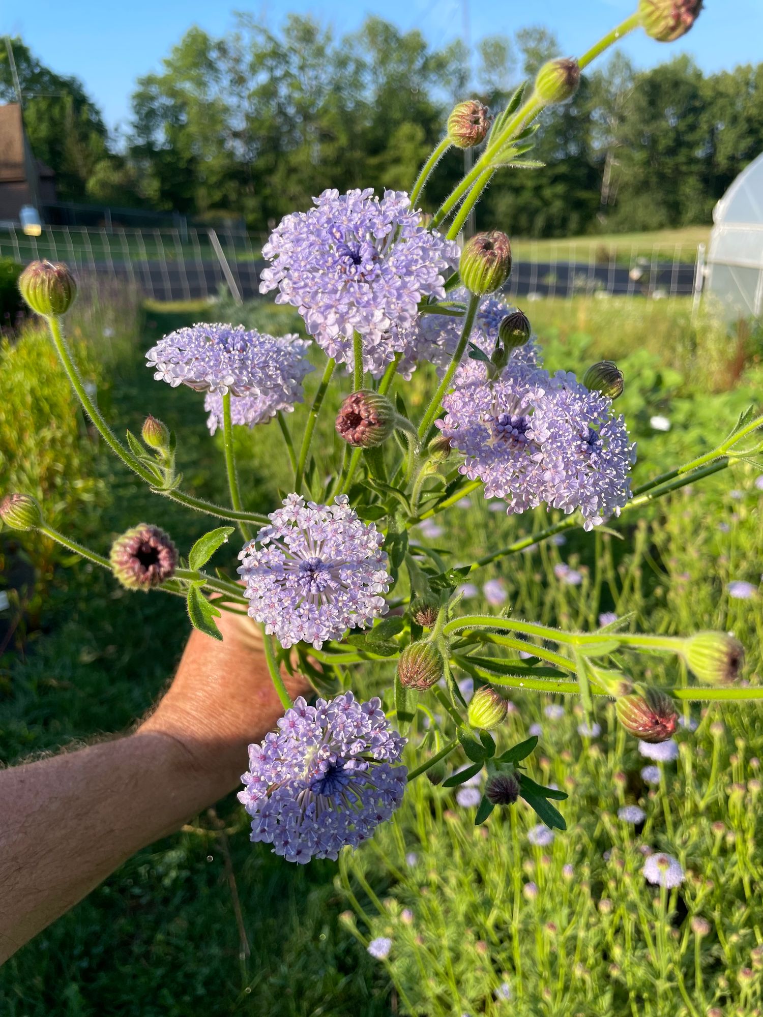 TRACHYMENE coerulea Lacy Blue