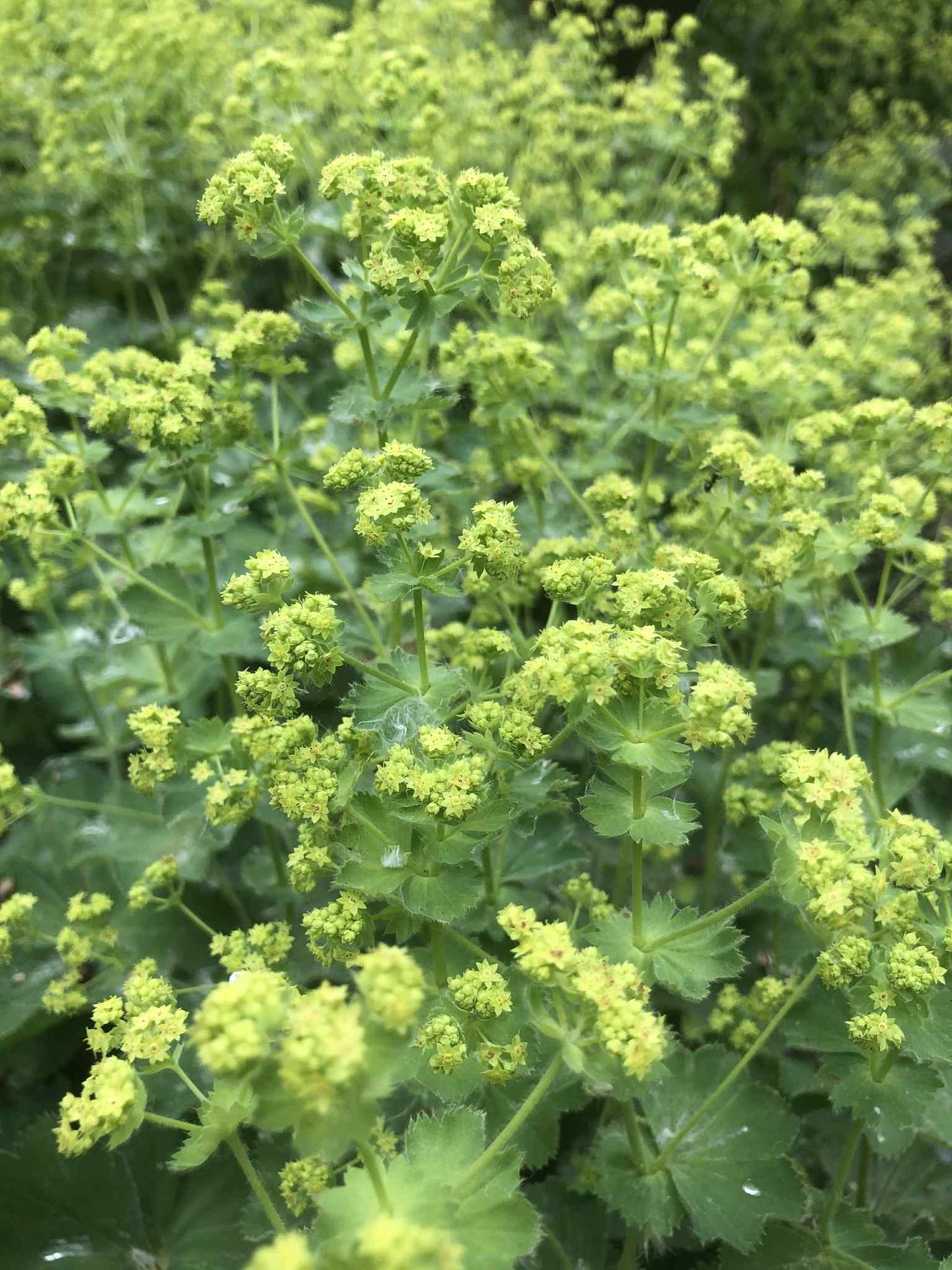 ALCHEMILLA alpina