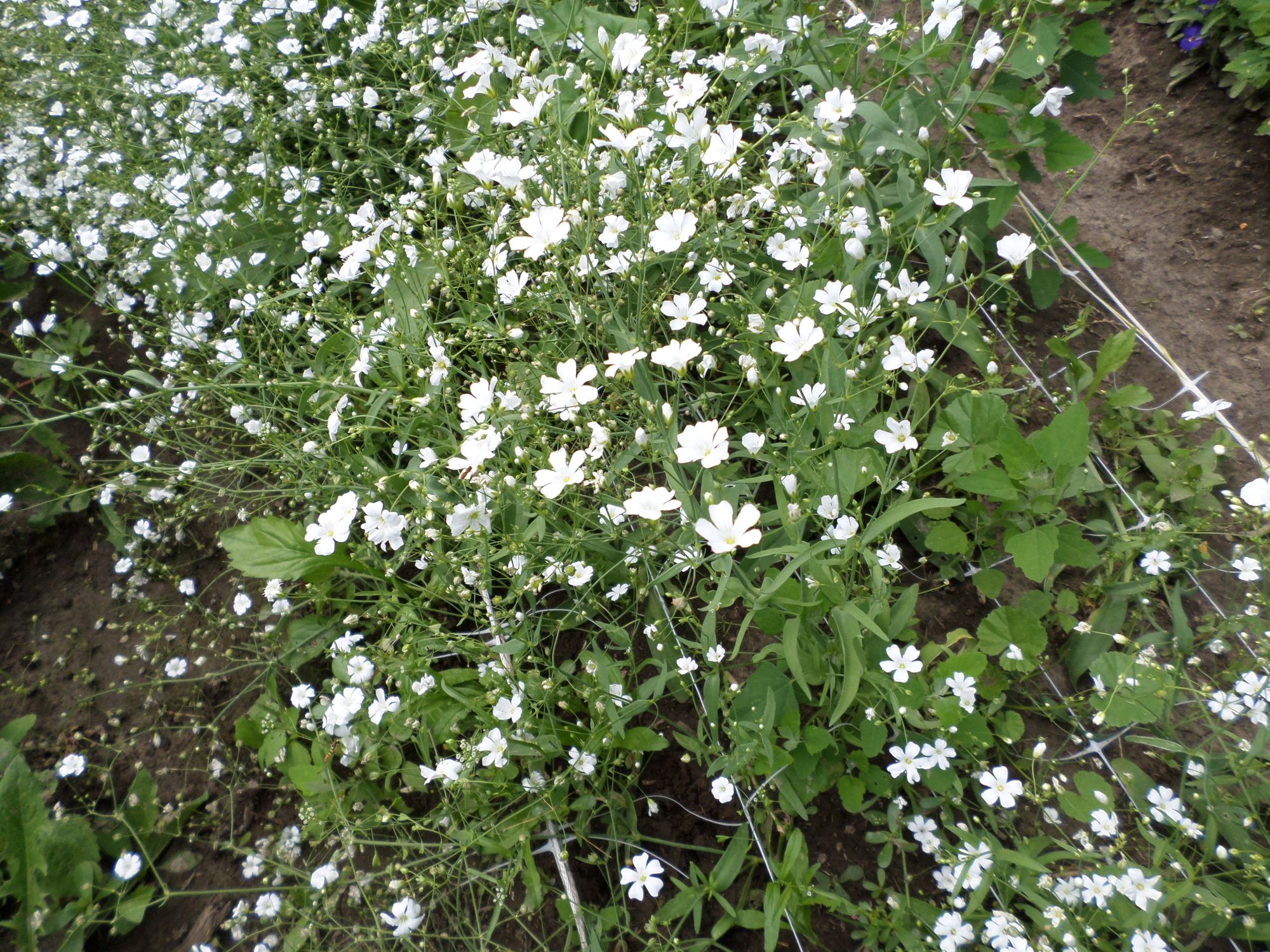 VACCARIA hispanica White Beauty