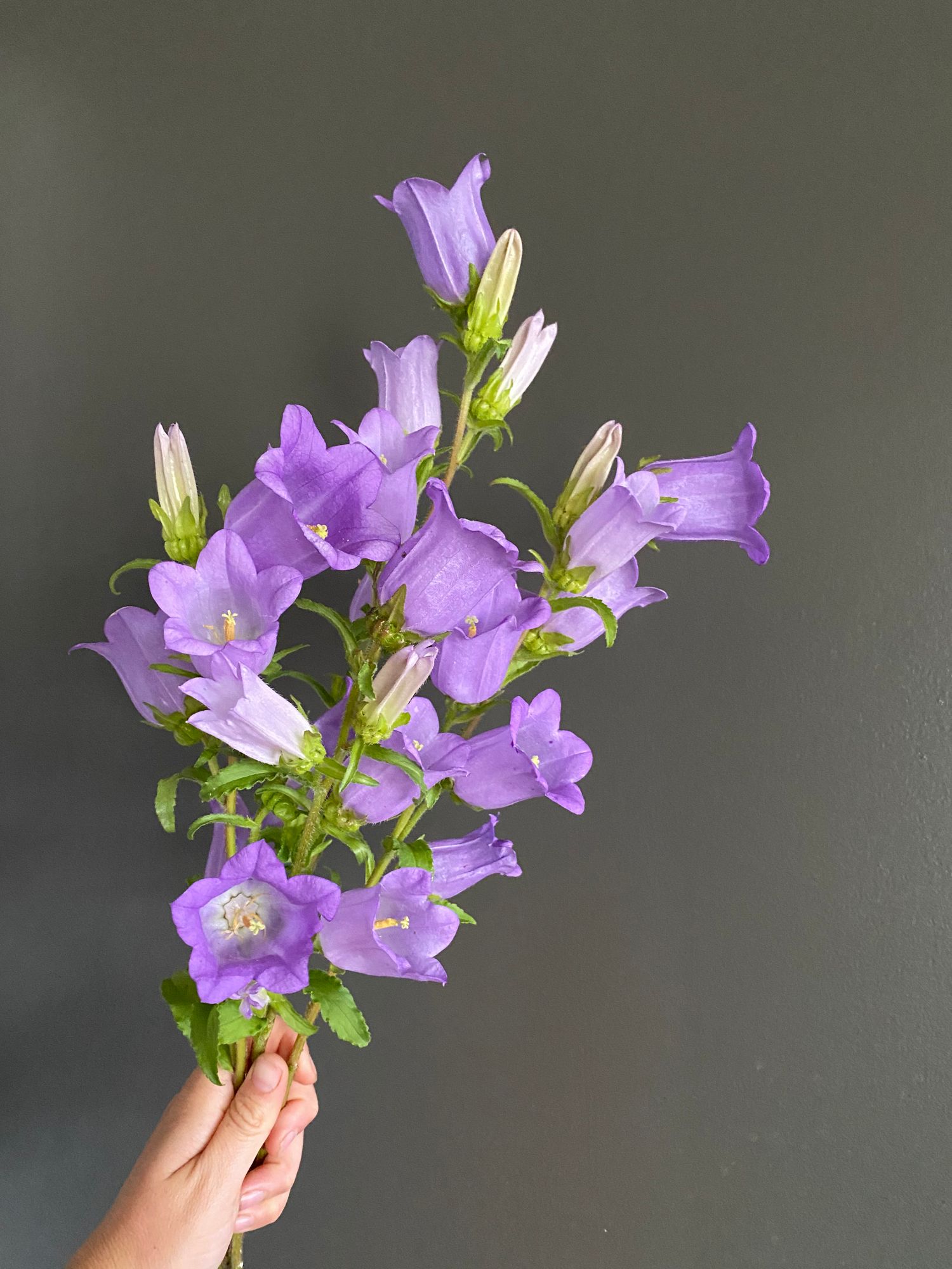 CAMPANULA carpatica Champion Pro