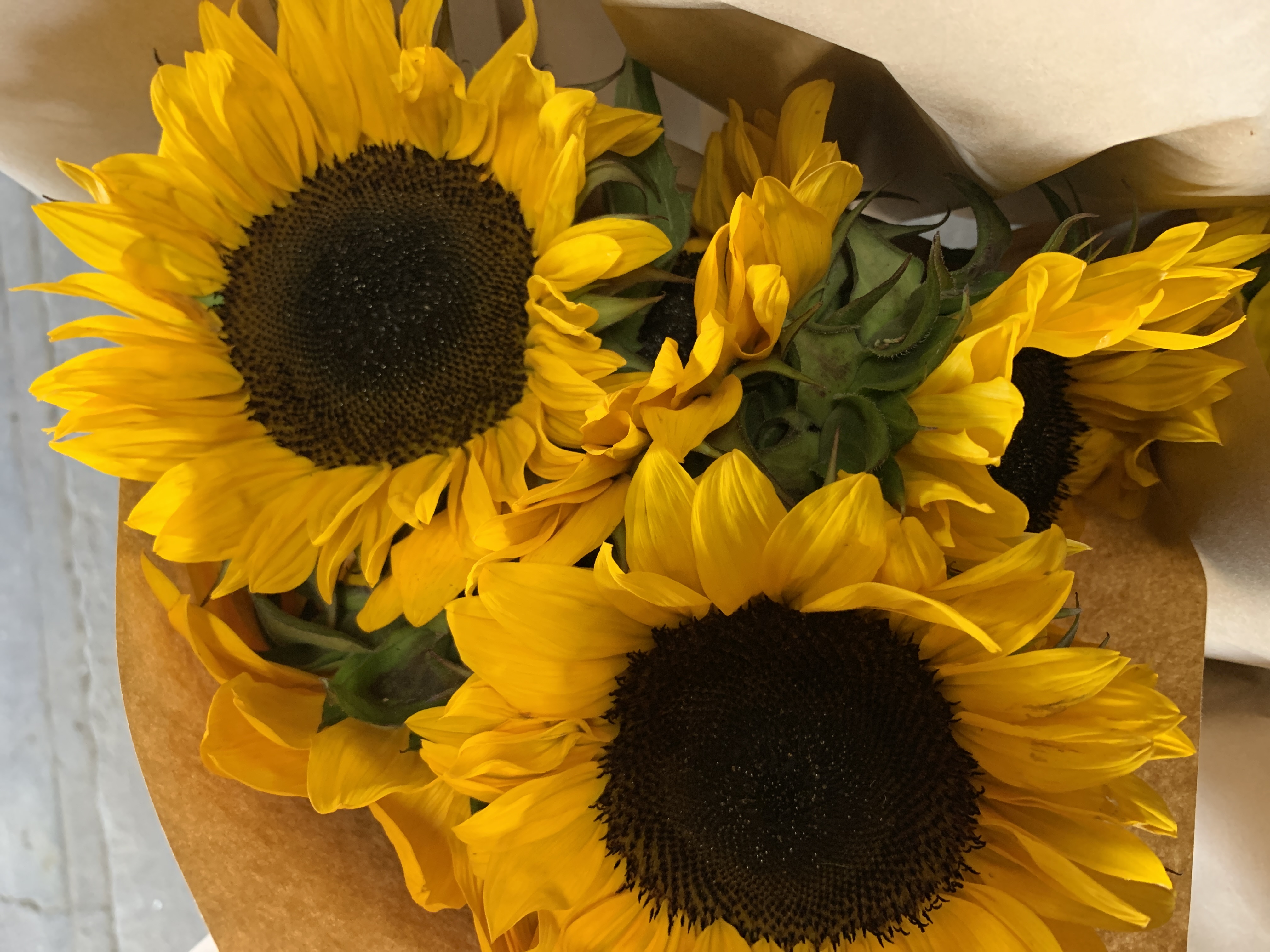 HELIANTHUS annuus ProCut