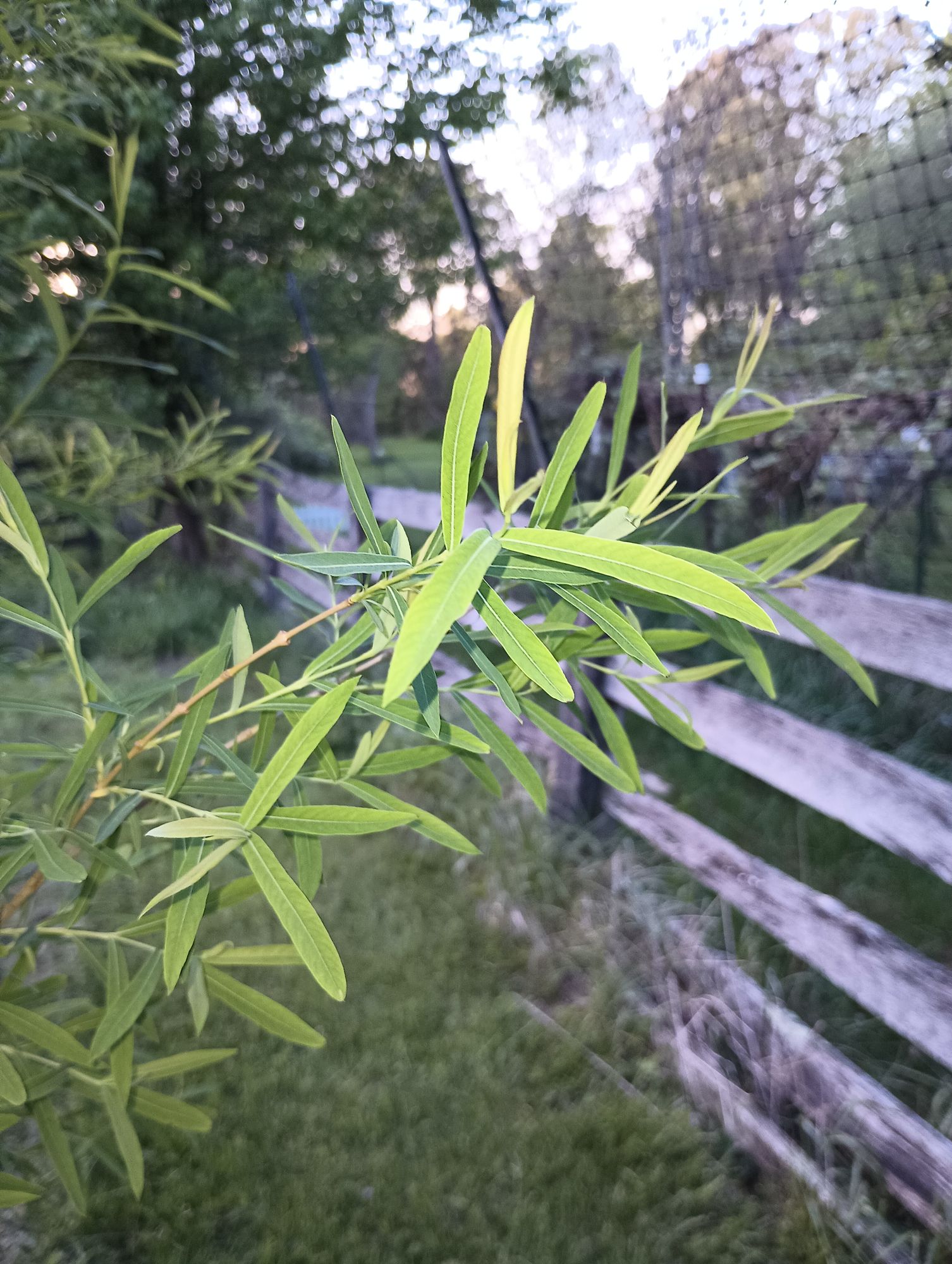 SALIX discolor