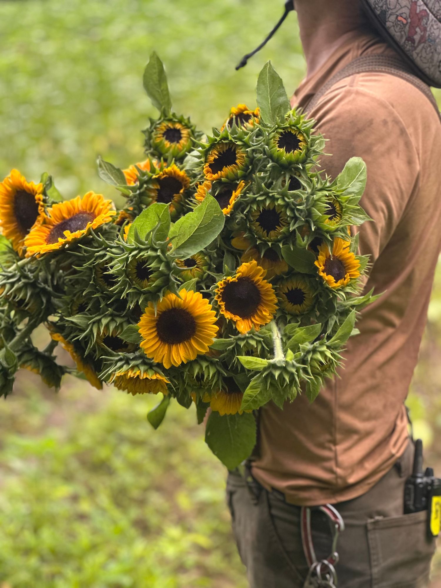 HELIANTHUS annuus ProCut Horizon
