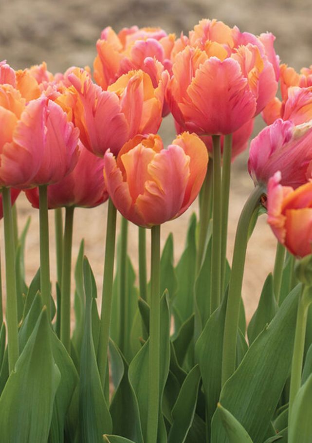 TULIPA Amazing Parrot