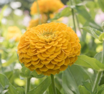 ZINNIA elegans Benary's Giant Golden Yellow