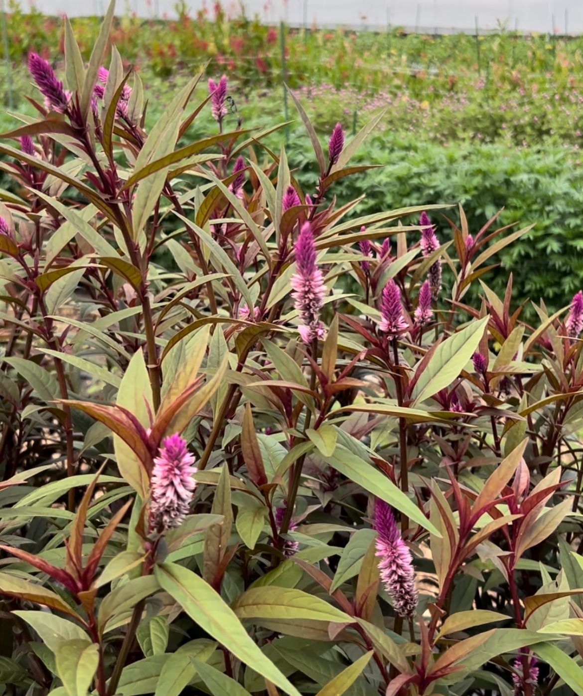 CELOSIA argentea spicata Flamingo Purple