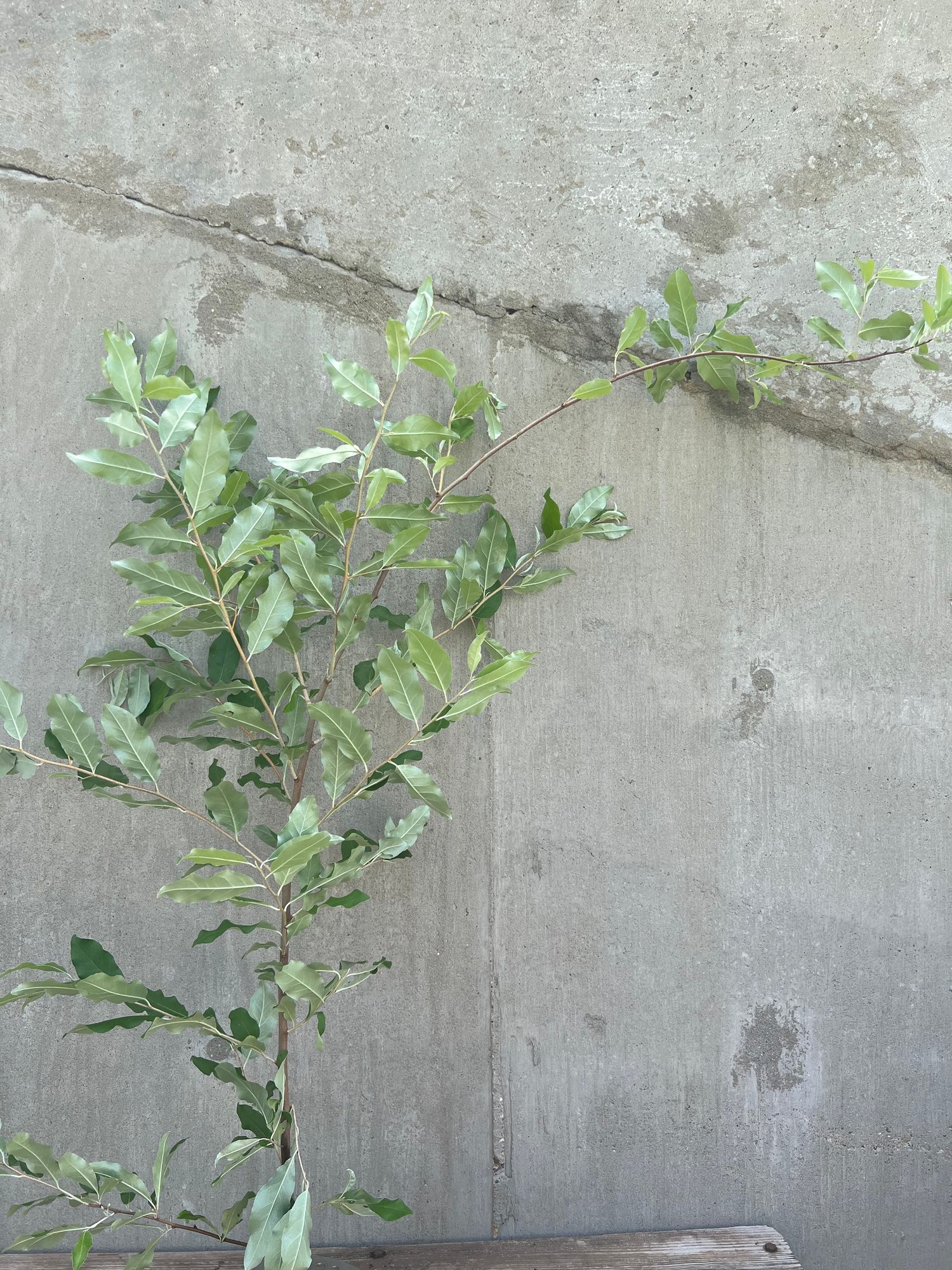 ELAEAGNUS angustifolia