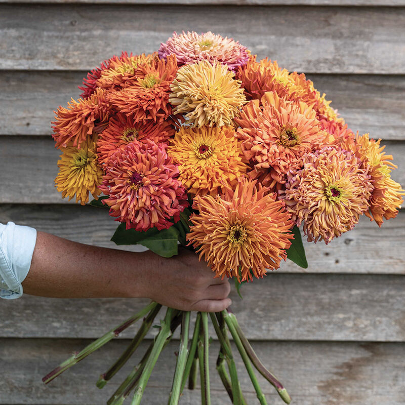 ZINNIA elegans Agave