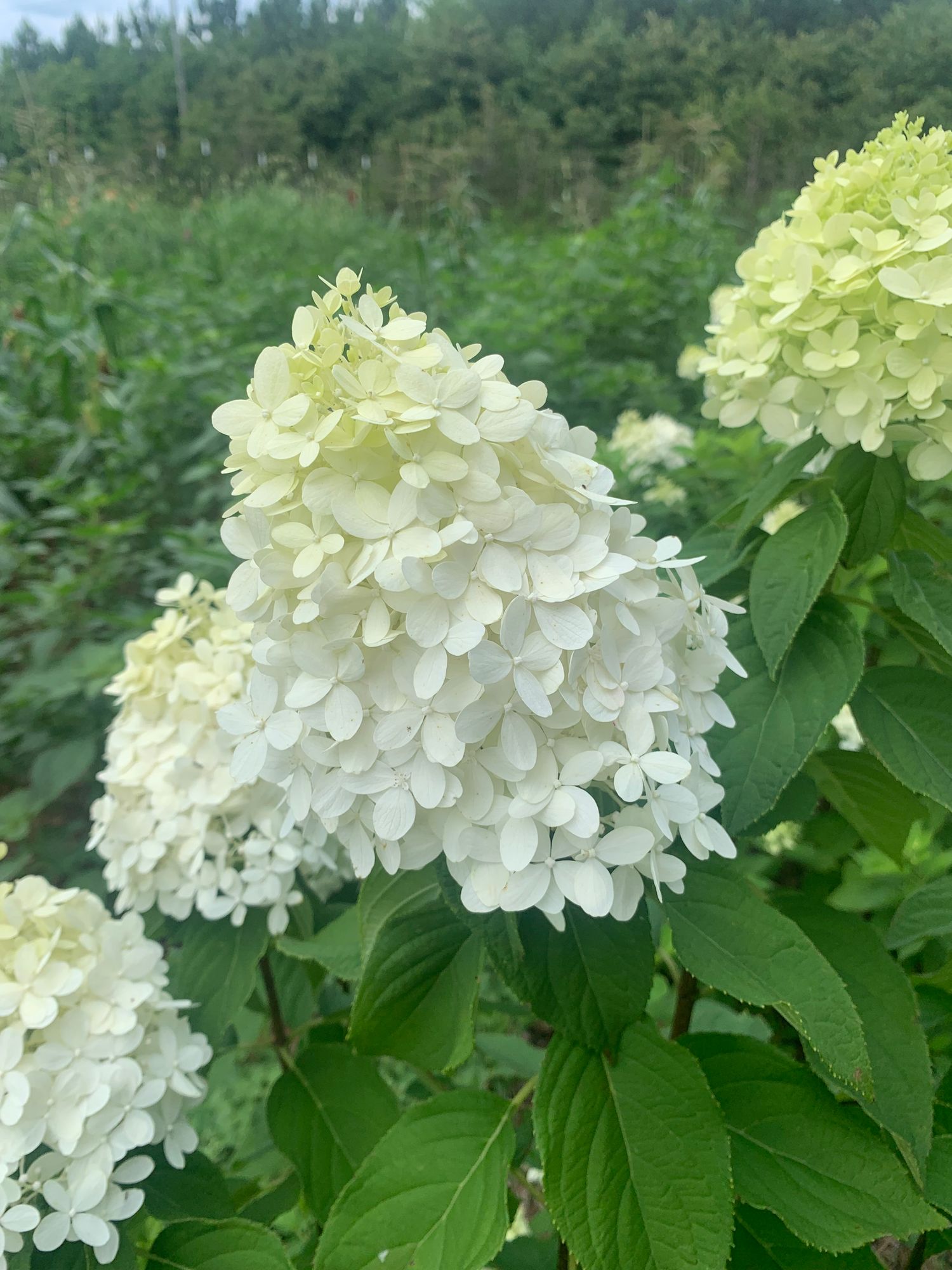 HYDRANGEA paniculata Limelight
