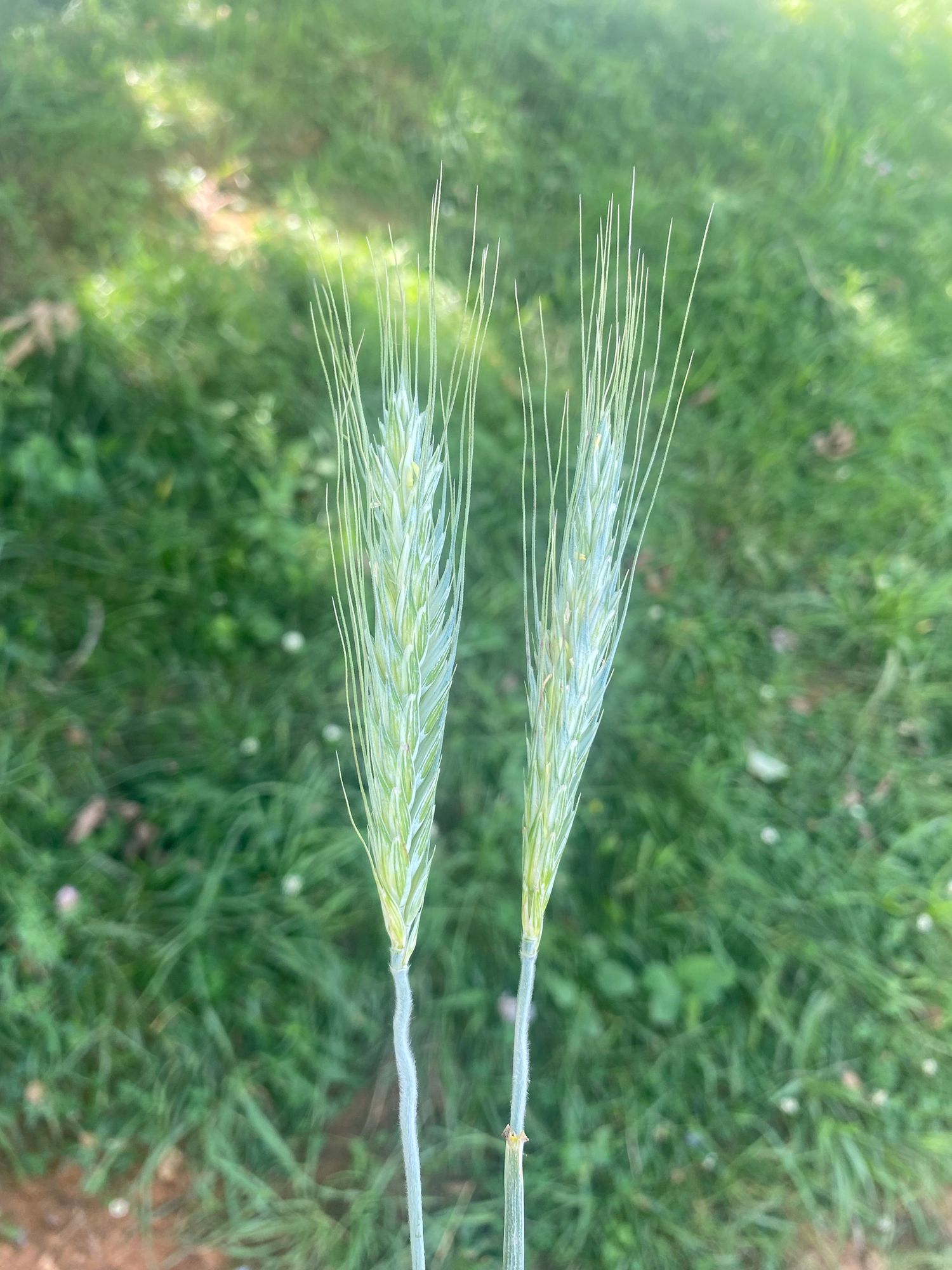 TRITICUM durum