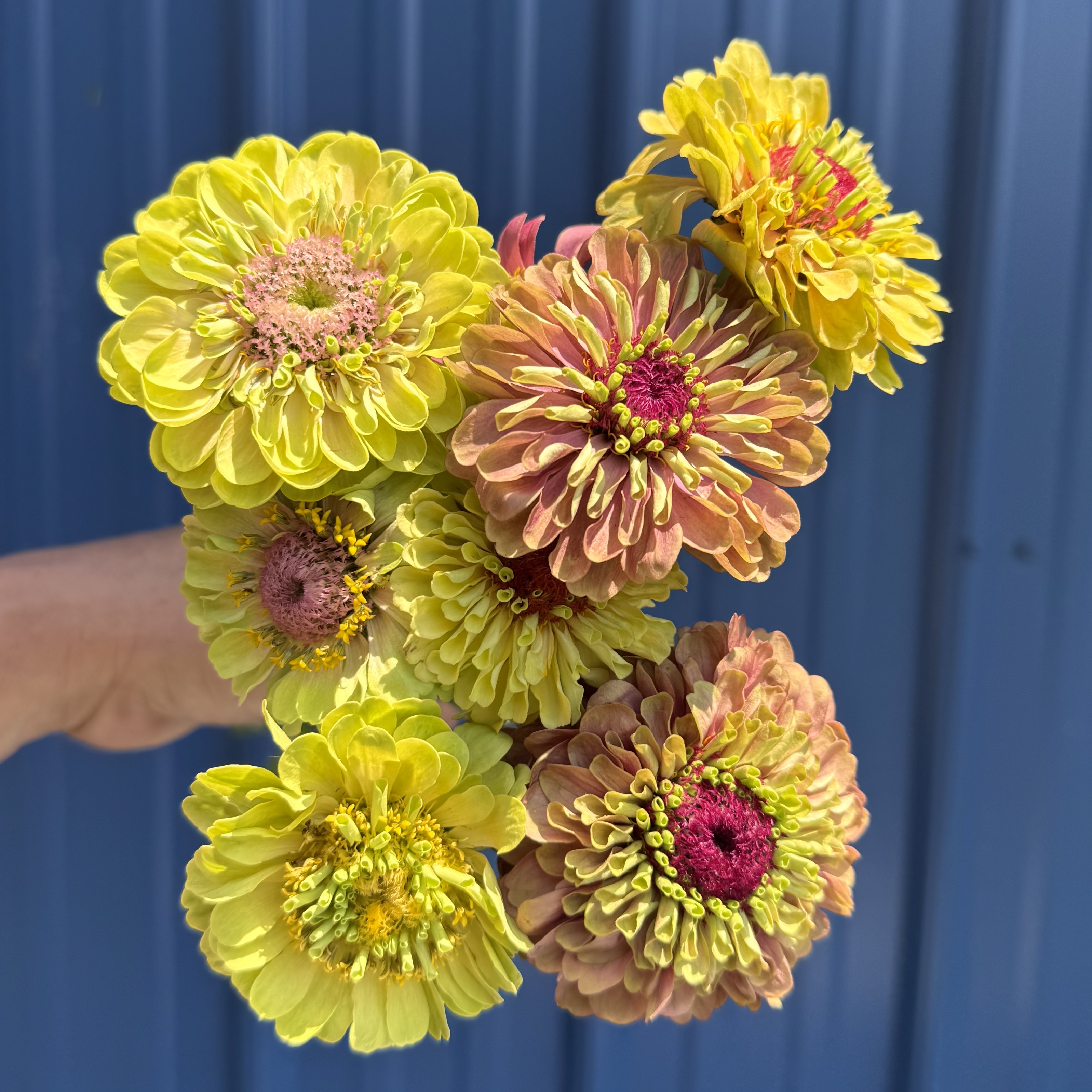 ZINNIA elegans Queeny Lime
